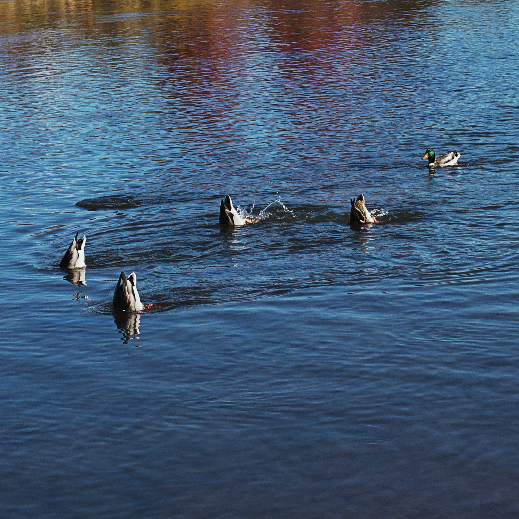 IMG_8819 12 Edited.PNG