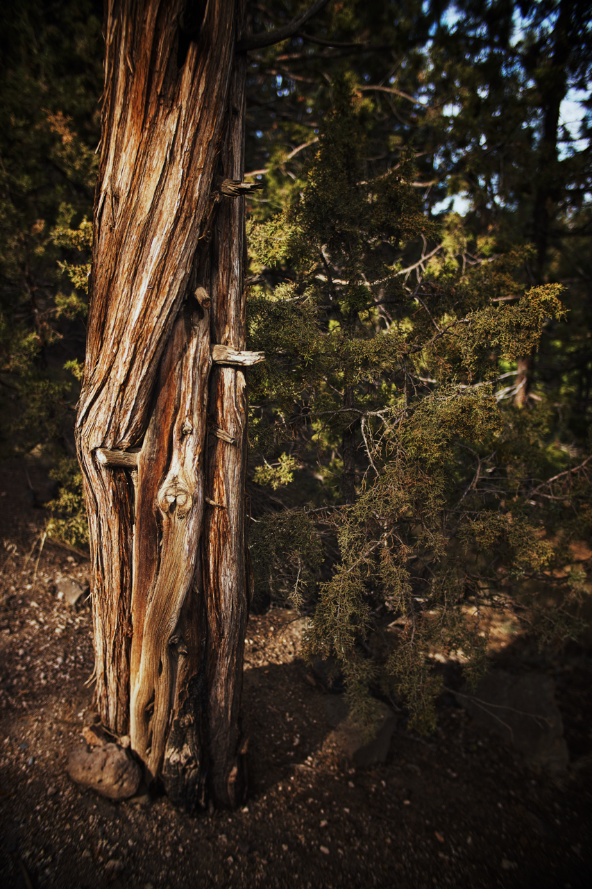 IMG_8622 8 Edited Large.png