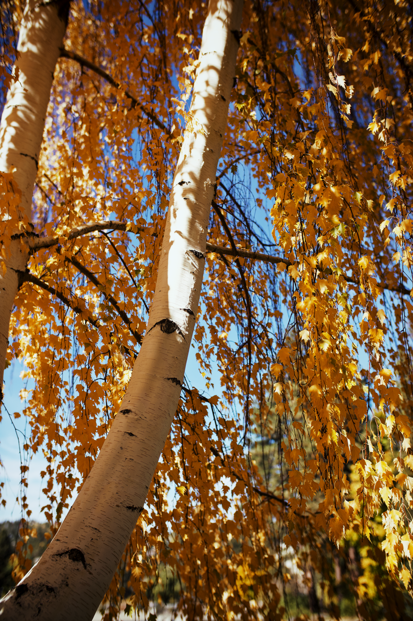 IMG_8556 5 Edited Large.png