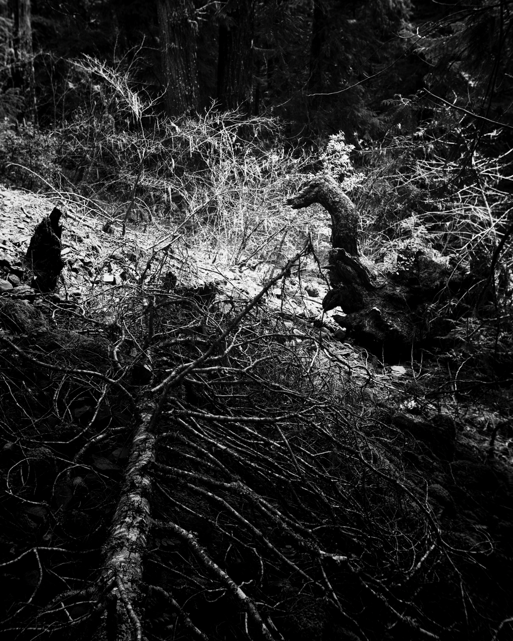 IMG_6414 Edited Large.png