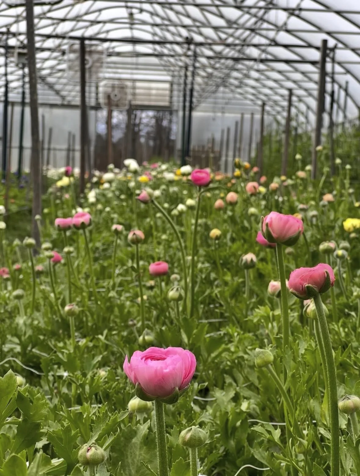 April is here, and our farms are gearing up for a busy Spring! 
We open for orders next Tuesday, April 7 for fulfillment the following Wednesday, April 15. 
It&rsquo;s been a slow start to the season (due to the coldest winter we&rsquo;ve had in year