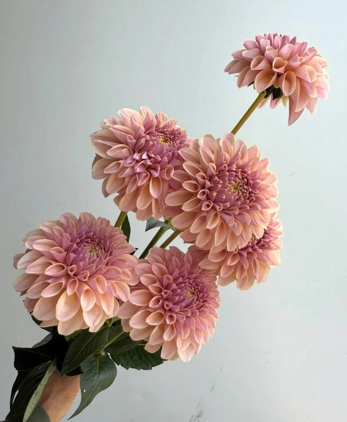 Even though it&rsquo;s the end of March, CCFC farmers already have dahlias on their minds! We are busy sorting through tubers in storage, propagating plants through cuttings, and planning our plantings! 

@florestemporis is building stock of some of 