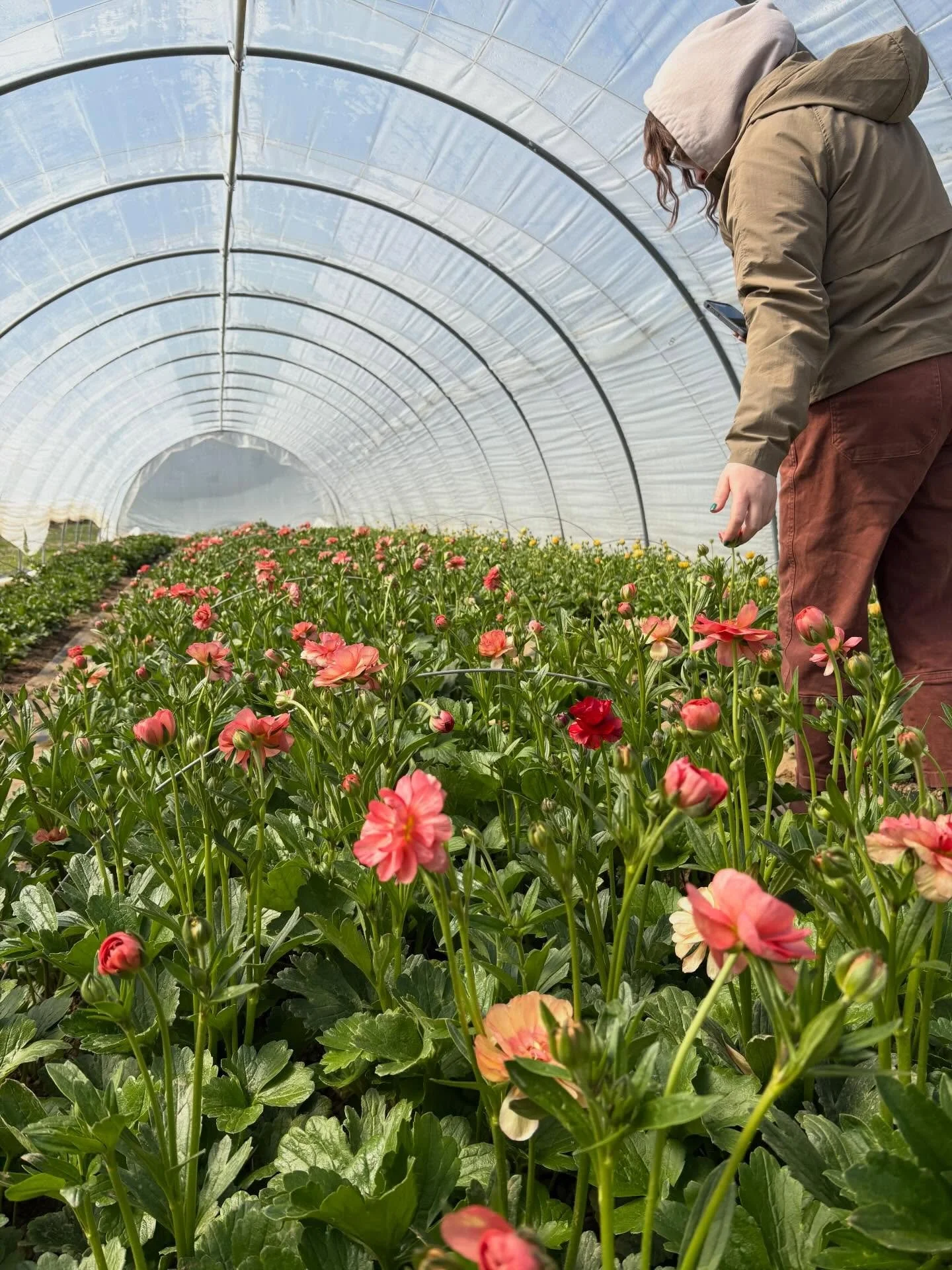 Spring flowers are coming! 
We can&rsquo;t wait to see you in April 🌷 Ordering opens Tuesday, April 7 at 7pm for fulfillment on Weds April 15.