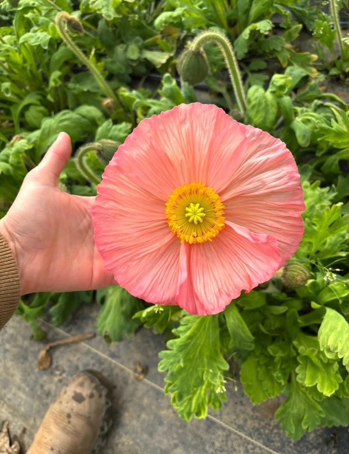 Poppies are starting to bloom at @hickorygrovegardens and @foxfieldflowers
