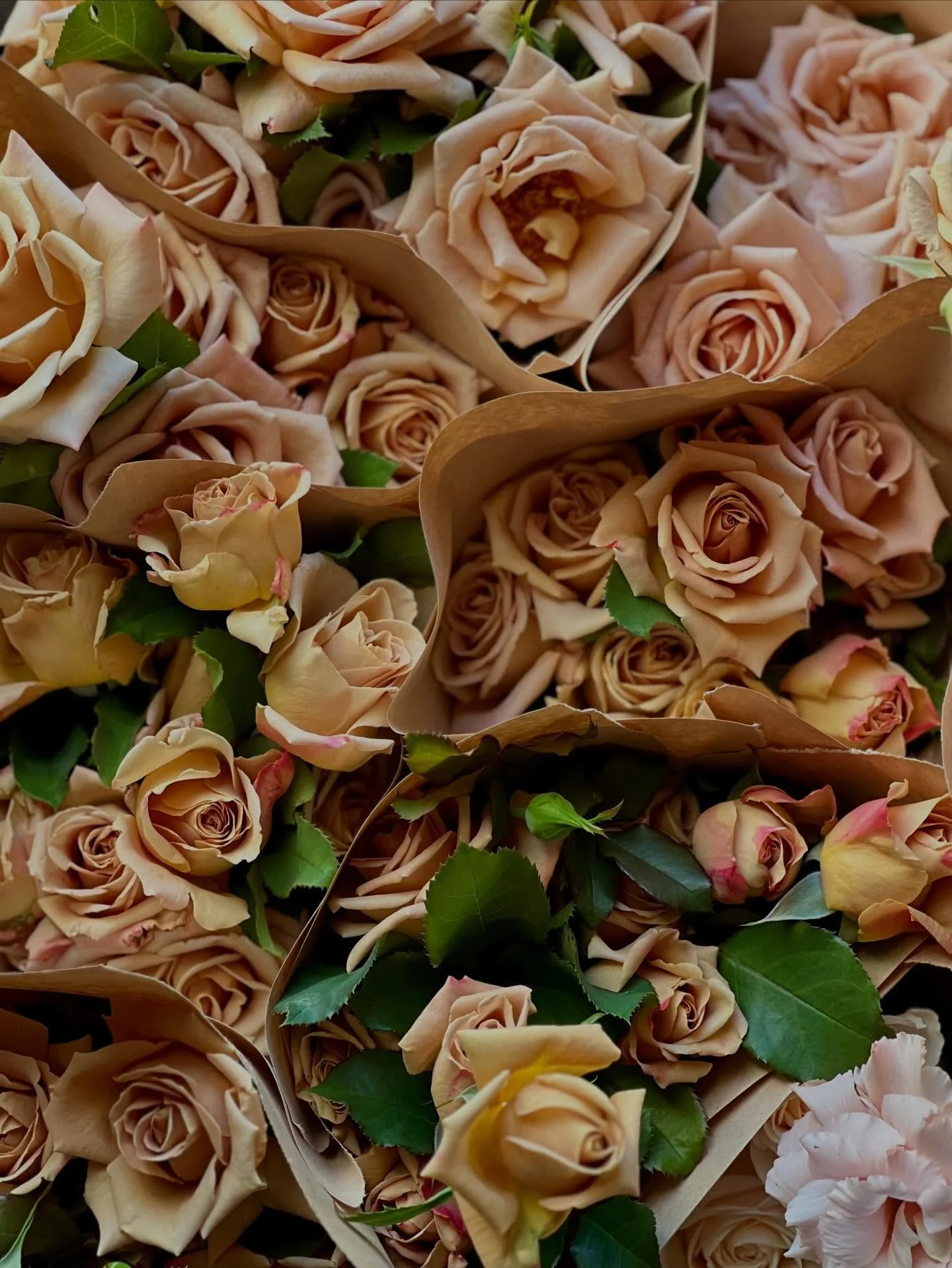 From the Fields to the Florists 
The Upgrade - They start in the dirt&hellip; and somehow end up dressed for a wedding.
Grown in the field, cut at their peak, then handed over to florists who clearly understood the assignment.
Call it a glow-up. 🌸
F