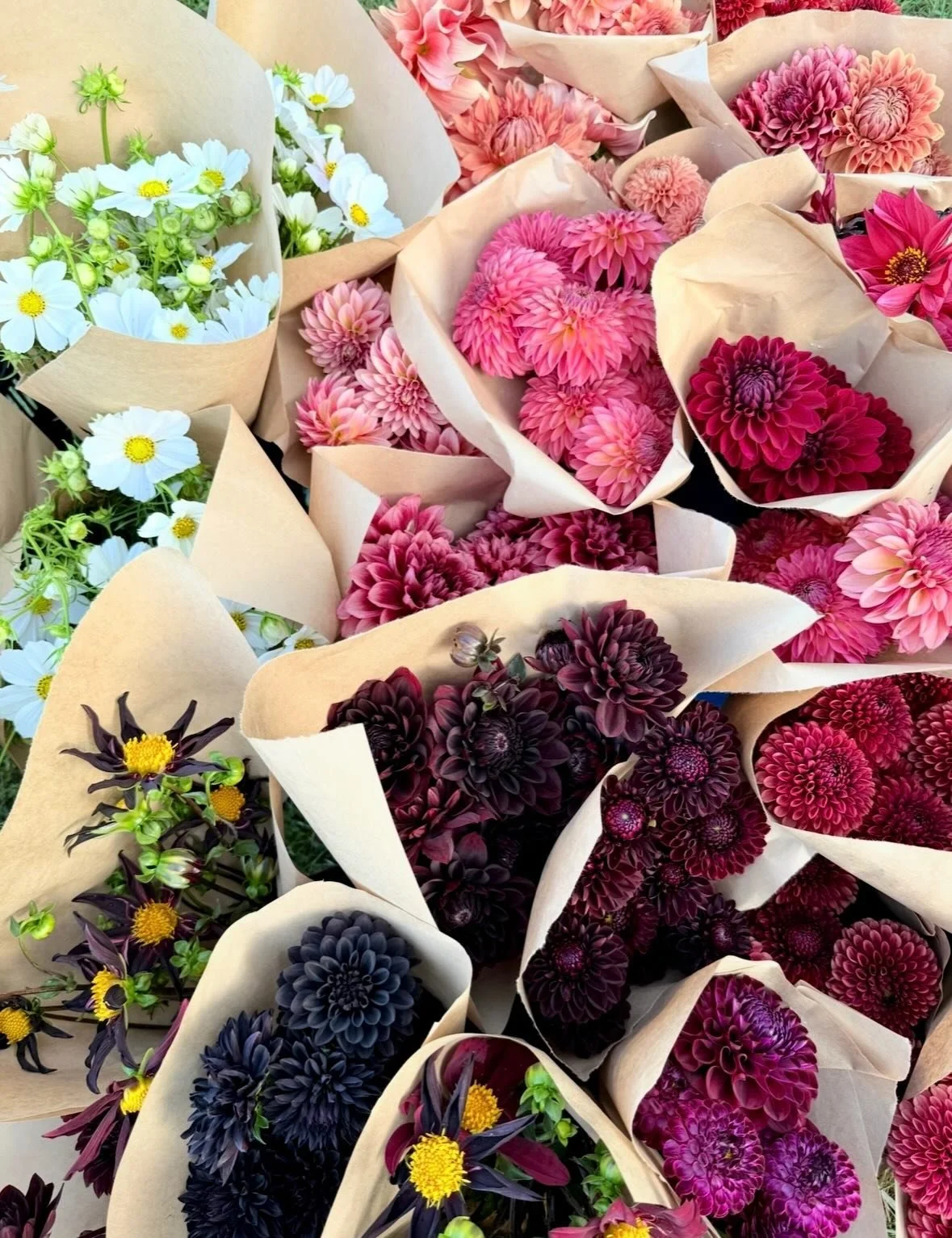 🍂 FALL &mdash; Dahlias, Chrysanthemums, Marigolds 
Fall flowers don&rsquo;t ease in &mdash; they make an entrance.
Dahlias absolutely stealing the spotlight (especially those grown by @florestemporis ), chrysanthemums showing off their texture, and 