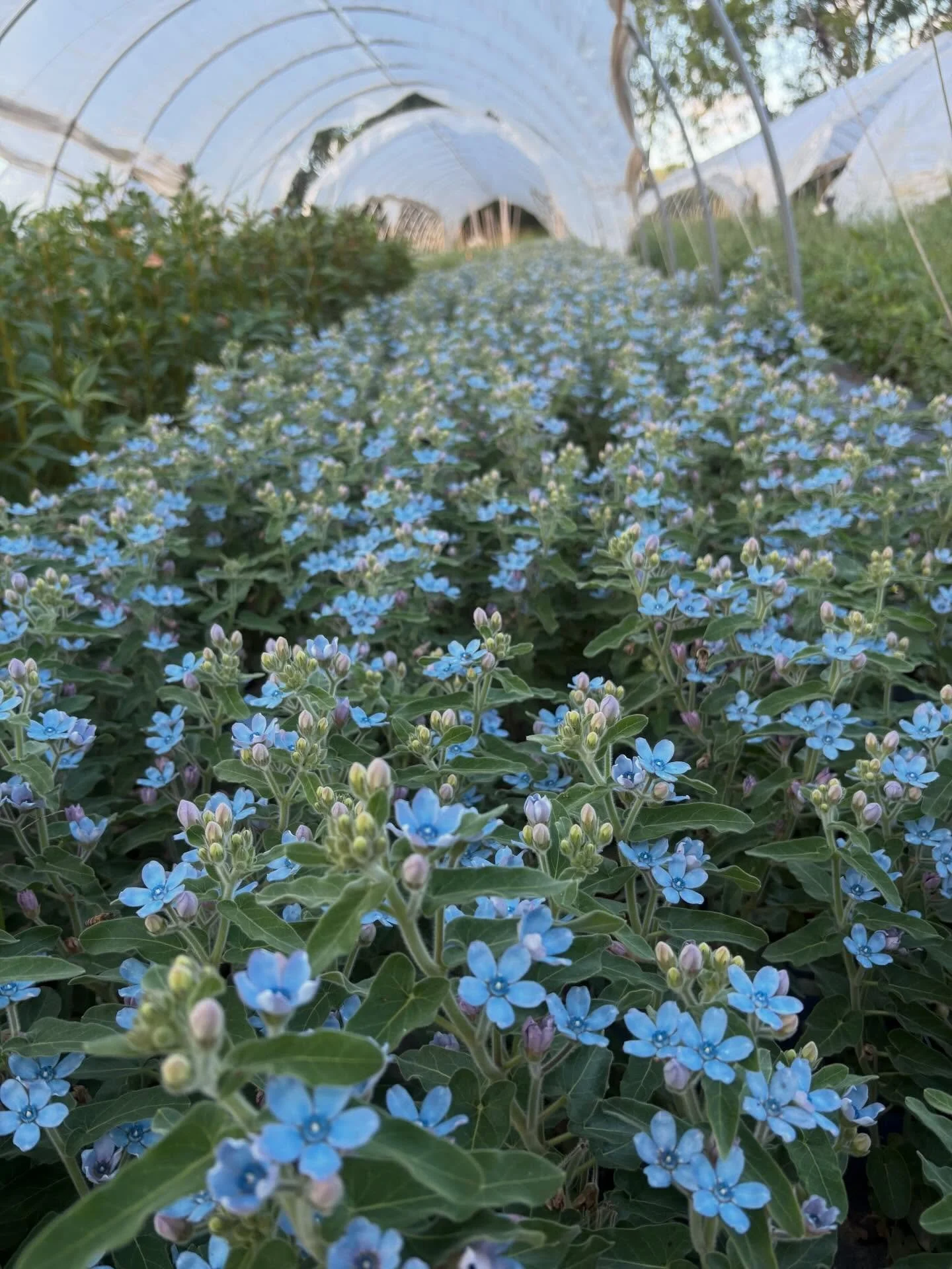 ☀️SUMMER - tweedia, hydrangea, sunflowers 🌻 

Everyone always needs a pop of blue, and @hickorygrovegardens has you with the late tweedia - August through October! 
@libertyplants has hydrangea for all of your installs 
@pasturesongfarm grows tons o