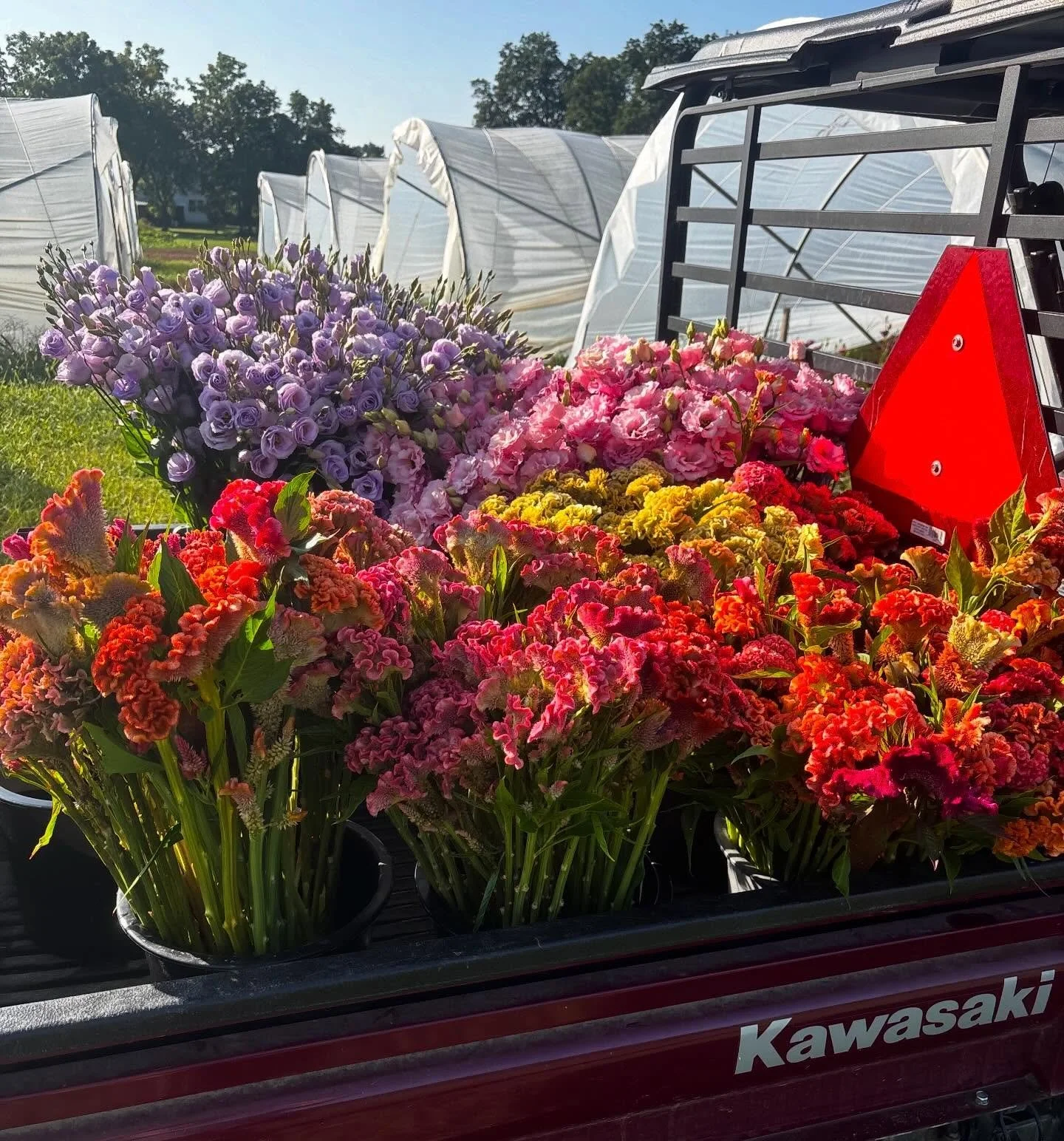☀️SUMMER- Celosia, Didiscus, Cosmos☀️
Celosia is bountiful in the summer months and adds some extra height or funk (the good kind) to any arrangement 
Didiscus - we can never grow enough of it! It is the perfect wedding flower, with its airy umbels t
