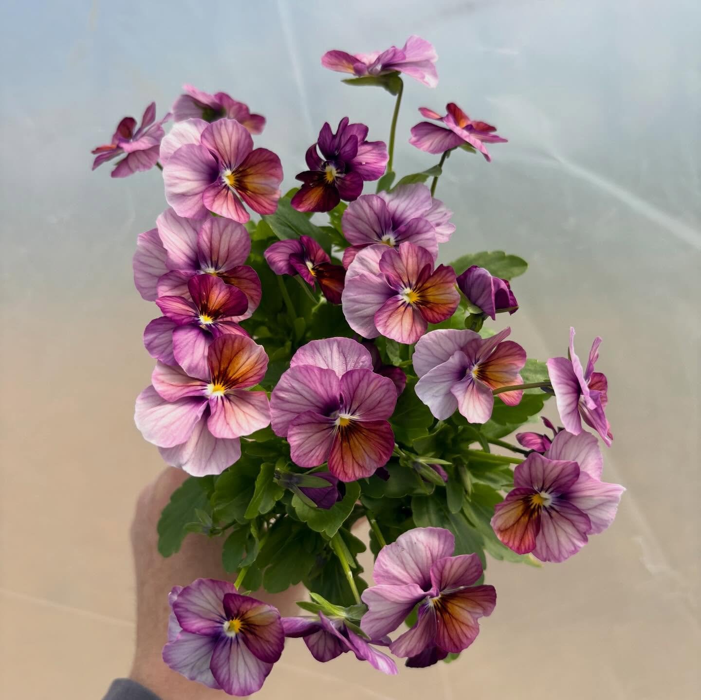 Big viola and ranunculus update today!