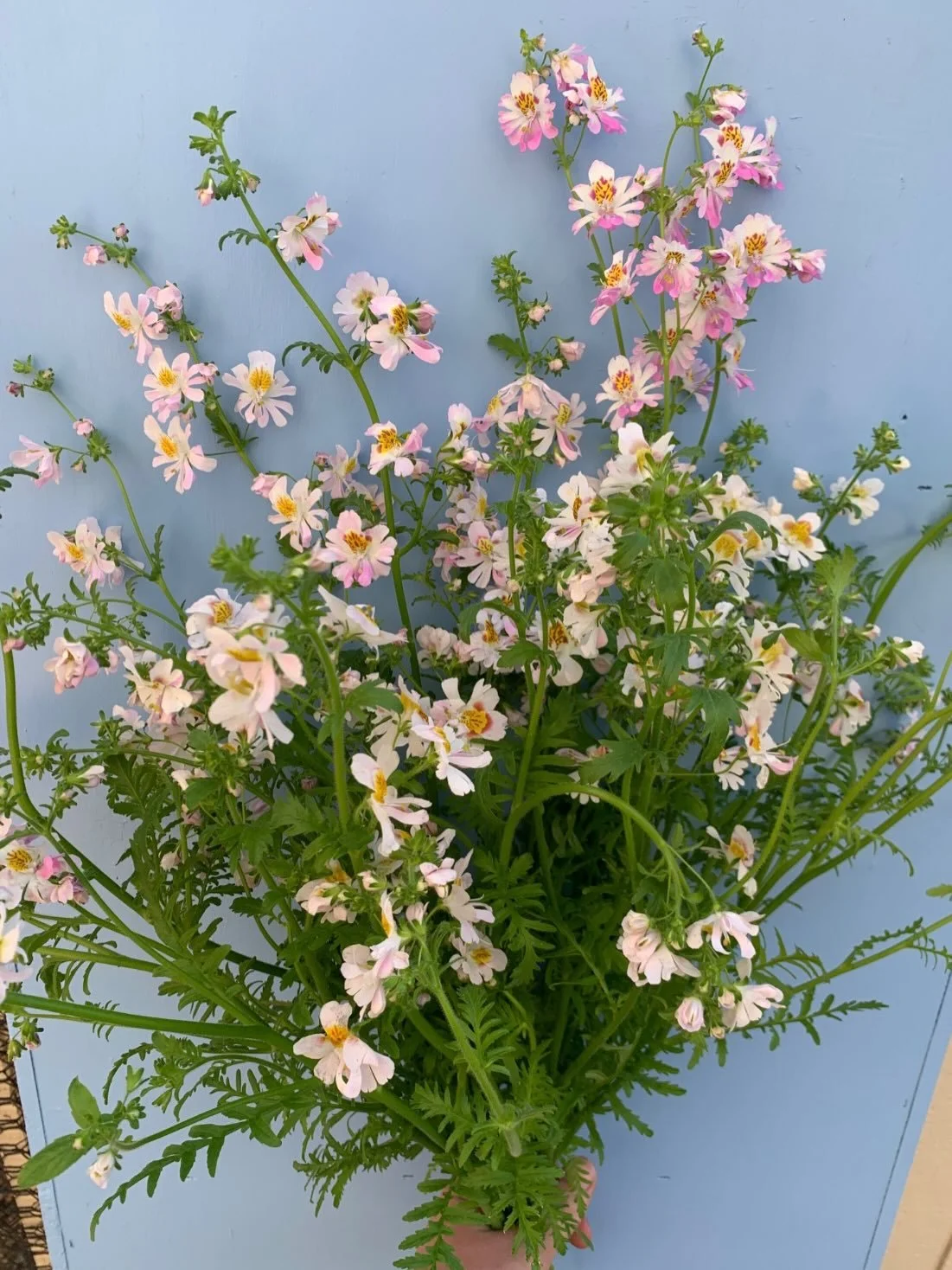 The seasons are shifting and so are our available flowers.

1. Schizanthus from @foxfieldflowers 
2. Iris from @florestemporis 
3. Peonies from @libertyplants 
4. Foxglove from @pasturesongfarm 
5. Phlox from @hickorygrovegardens