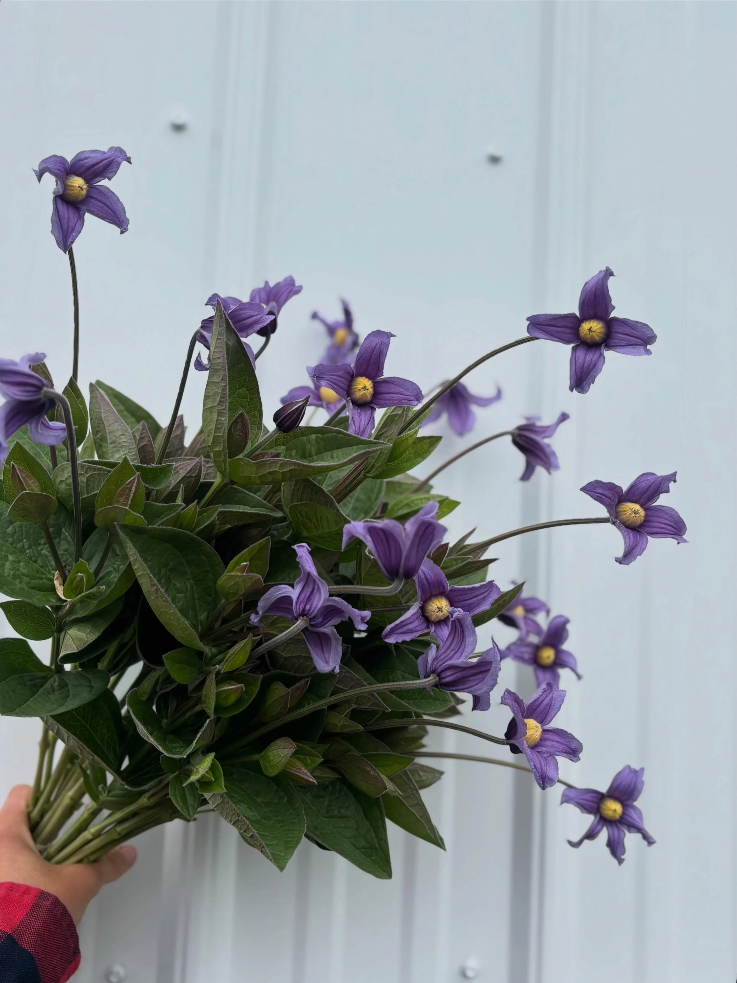 Keep an eye on our @rooted_farmers shop today, as CCFC farmers are updating products for fulfillment this Wednesday 5/20. Some recent updates include clematis, ranunculus, anemone, peonies, and lots more stock!