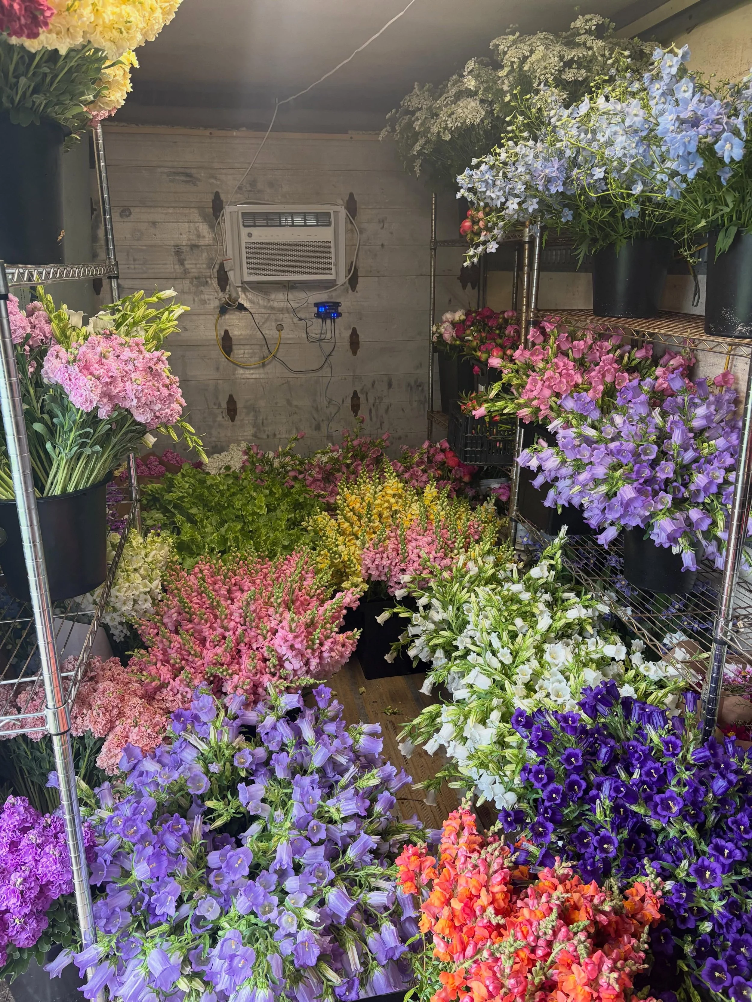 Spike season! Lots of snapdragons, campanula, delphinium, foxglove, stock and more available next week. Inventory goes live at 7pm tonight.