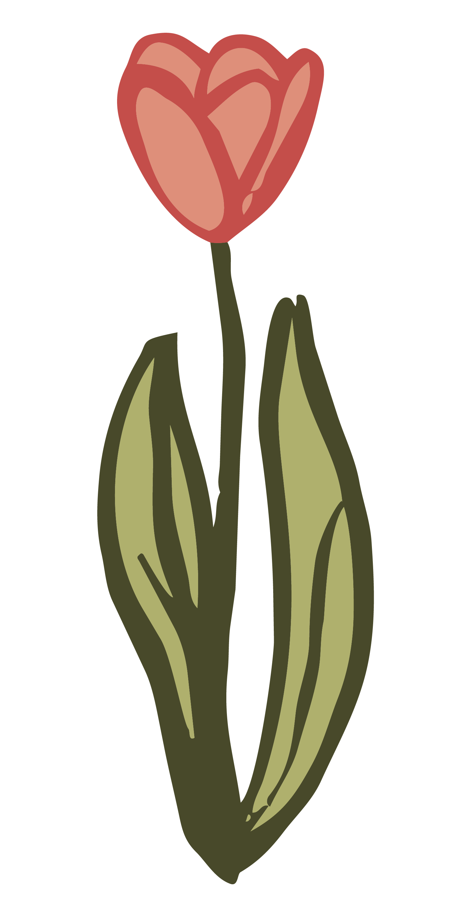 Illustration of a pink tulip flower with green leaves and stem.