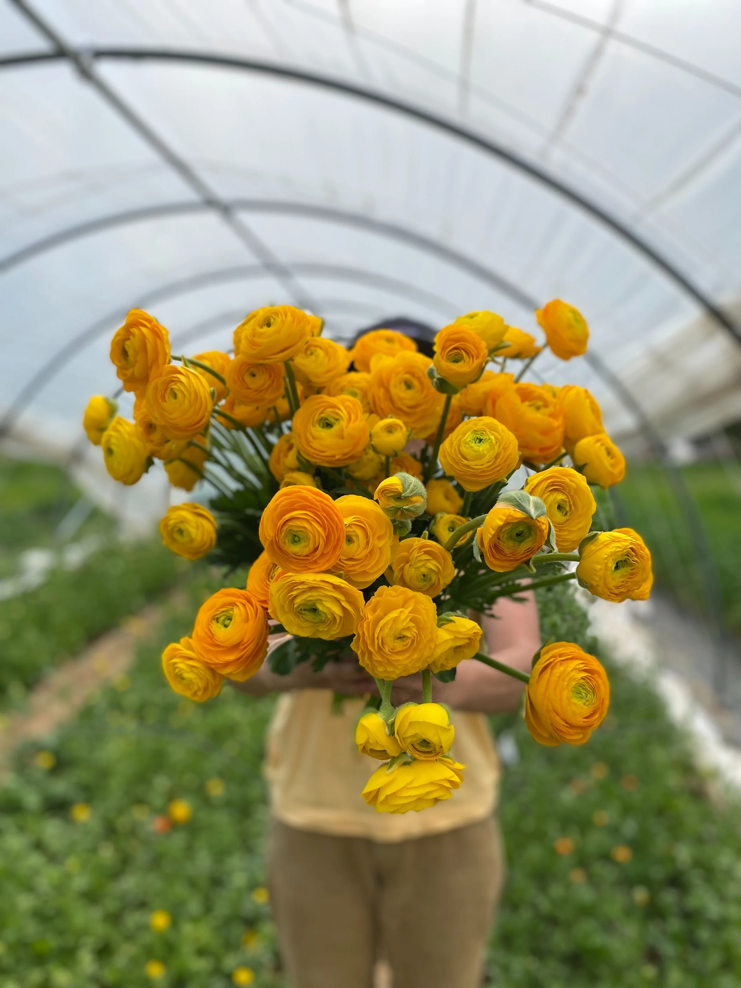 Person holding a large bouquet of yellow and orange ranunculus flowers inside a greenhouse.