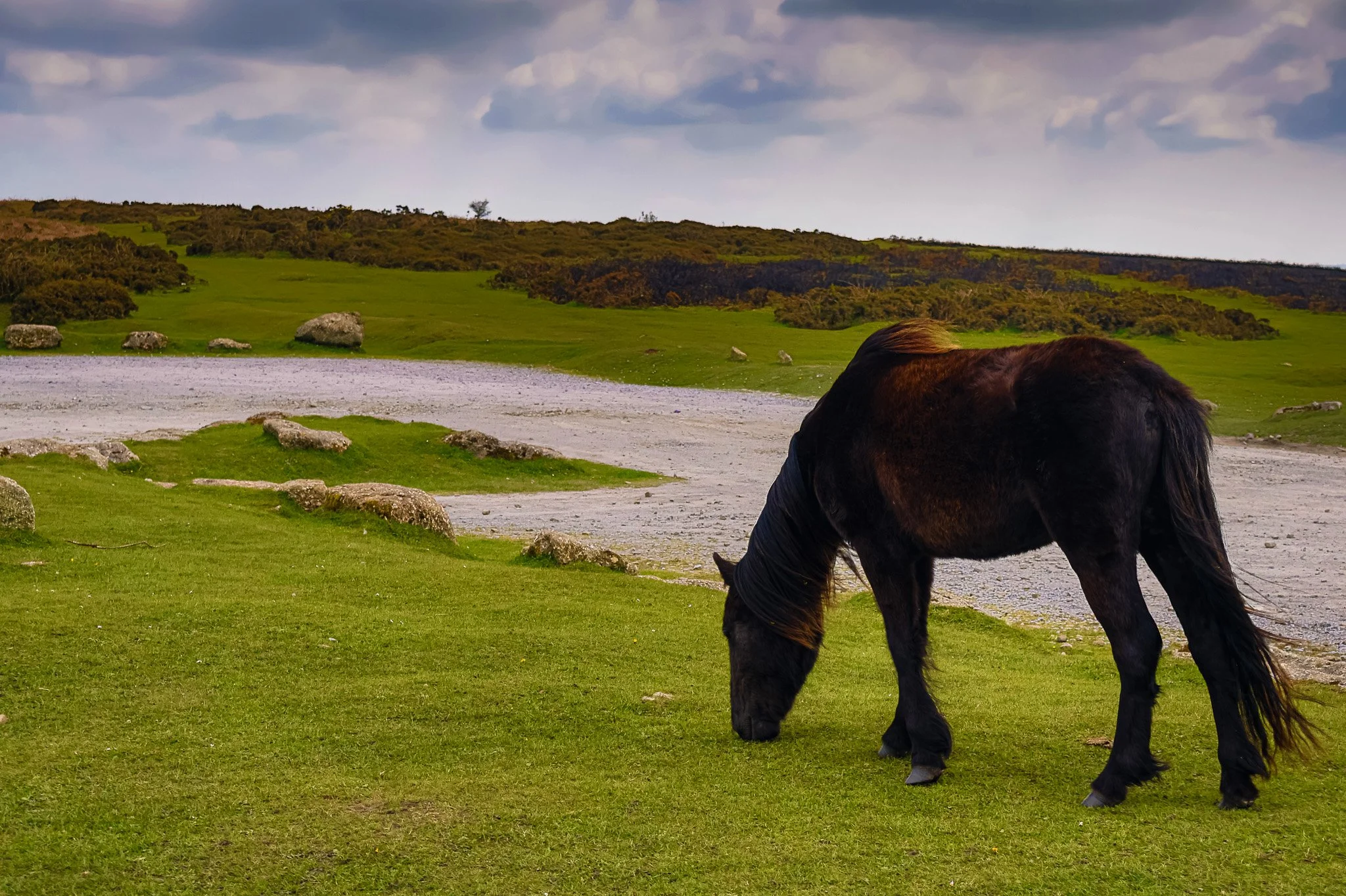 Dartmoor’s Grazing Dilemma