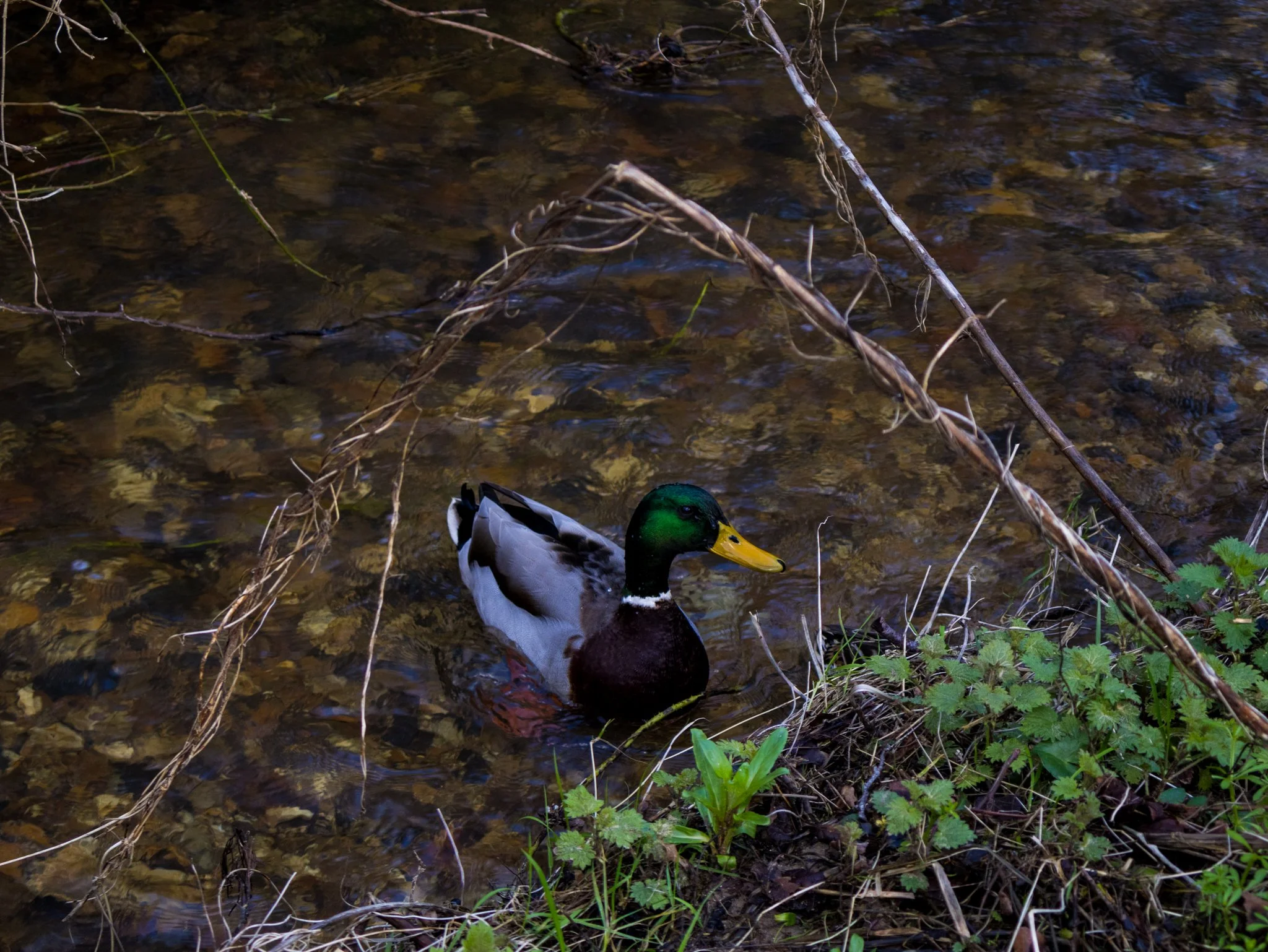 A male duck swimming in a shallow stream surrounded by plants and brown branches.