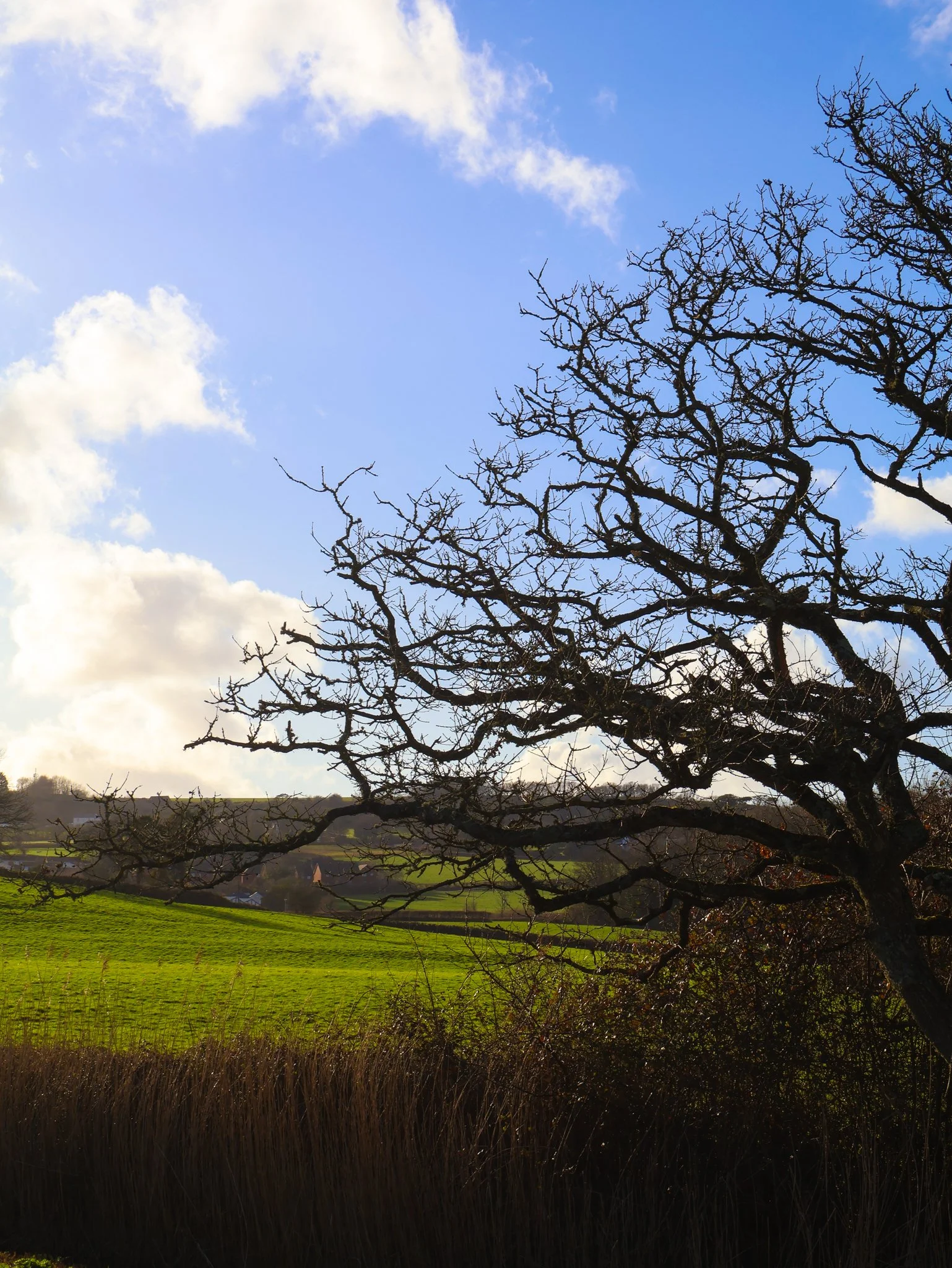 A leafless tree in the foreground with green fields and hills in the background, under a partly cloudy blue sky.
