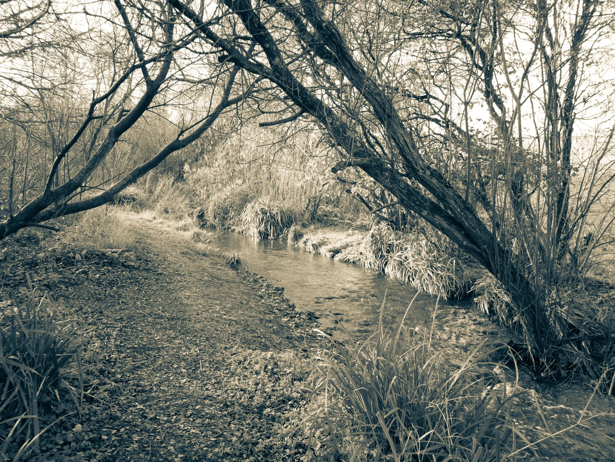 A nature scene with a small creek running alongside a dirt trail, bordered by trees and grass, in black and white.