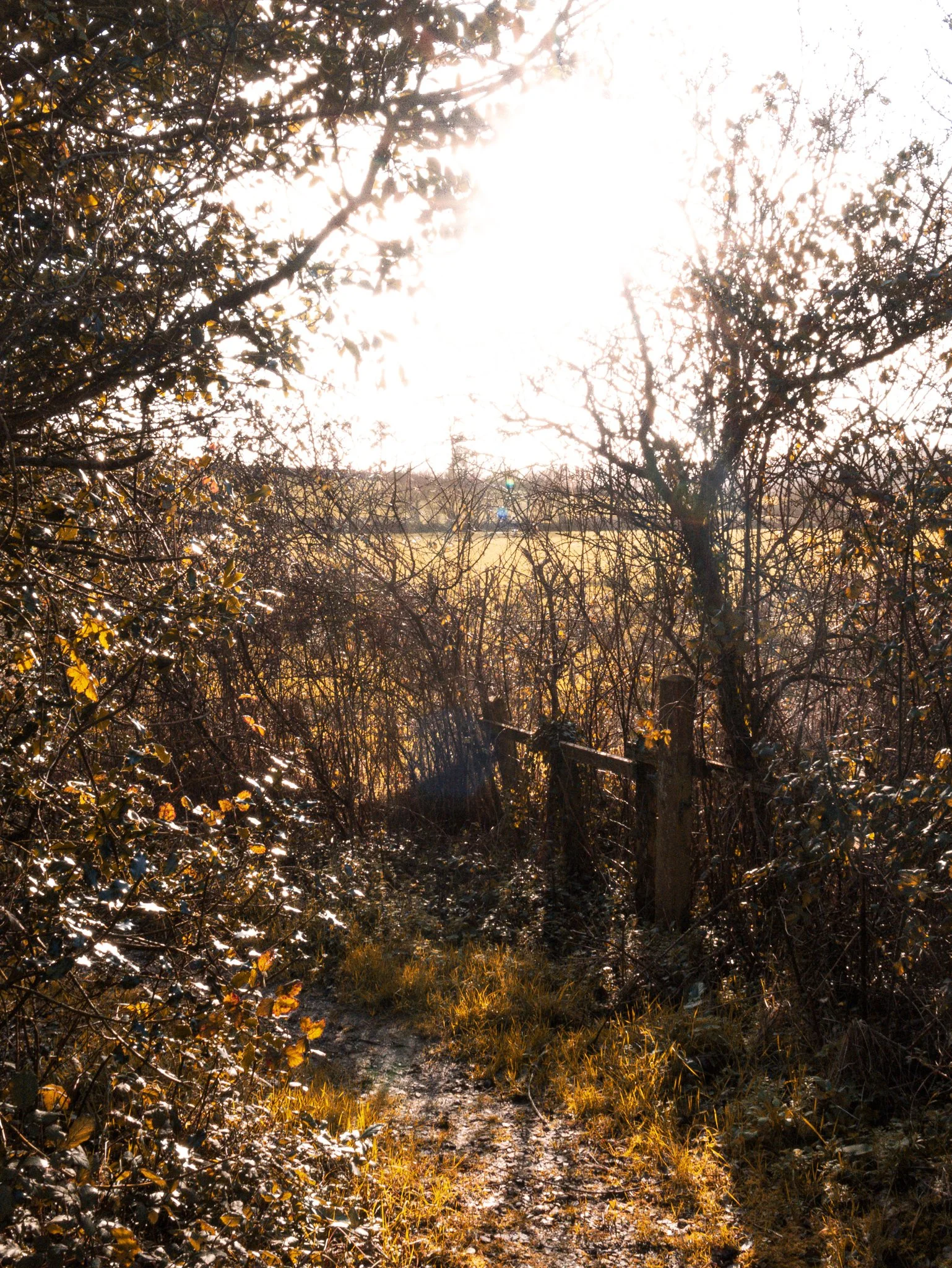 Sun shining brightly through a wooded path with overgrown bushes and a wooden fence, leading to an open field in the background.