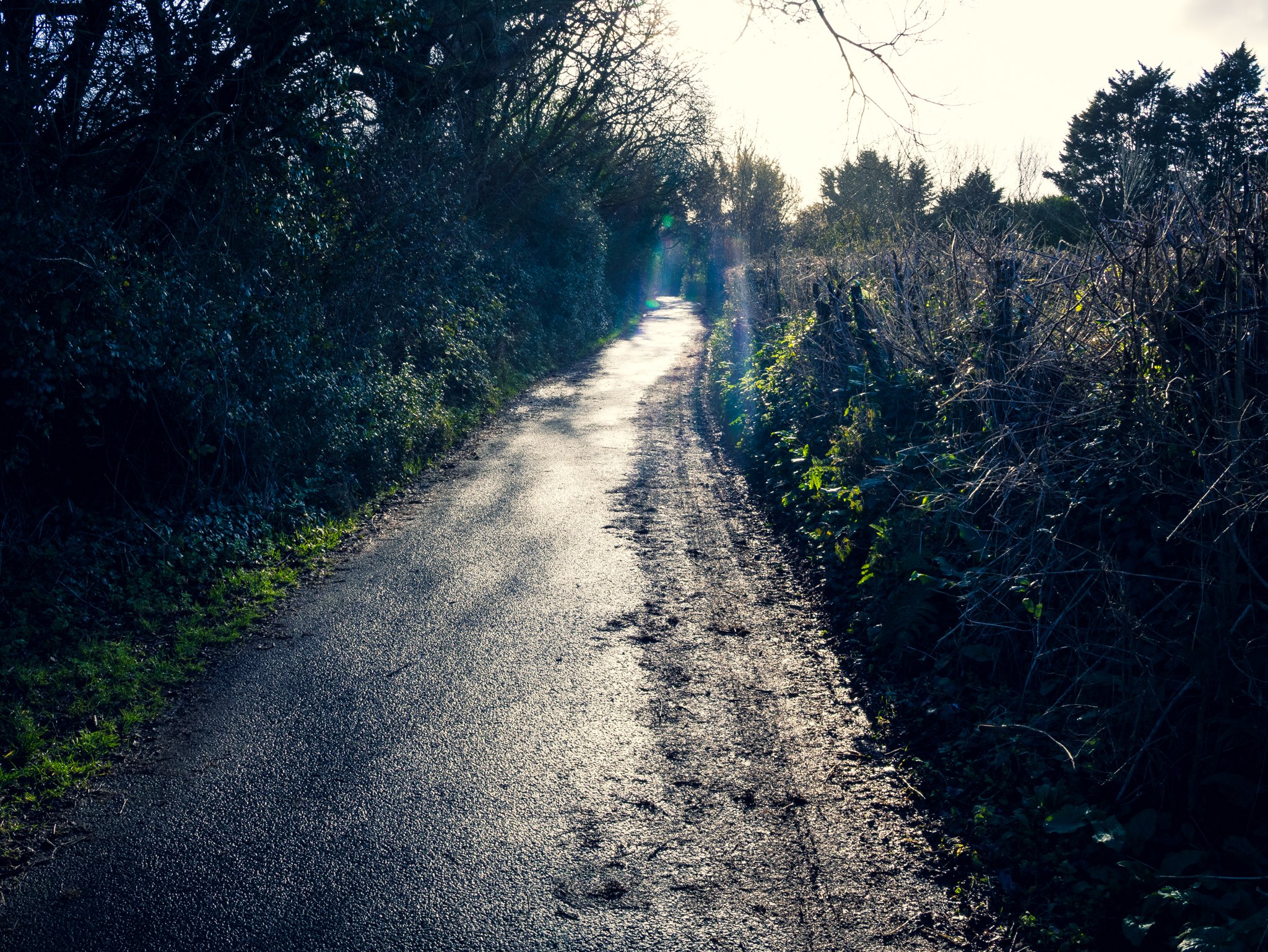 A narrow country road with wet asphalt, bordered by dense bushes and trees, with sunlight causing glare on the road and casting shadows.
