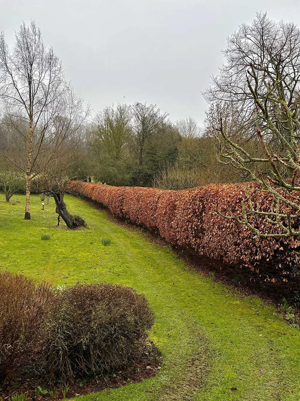 Hedge Trimming