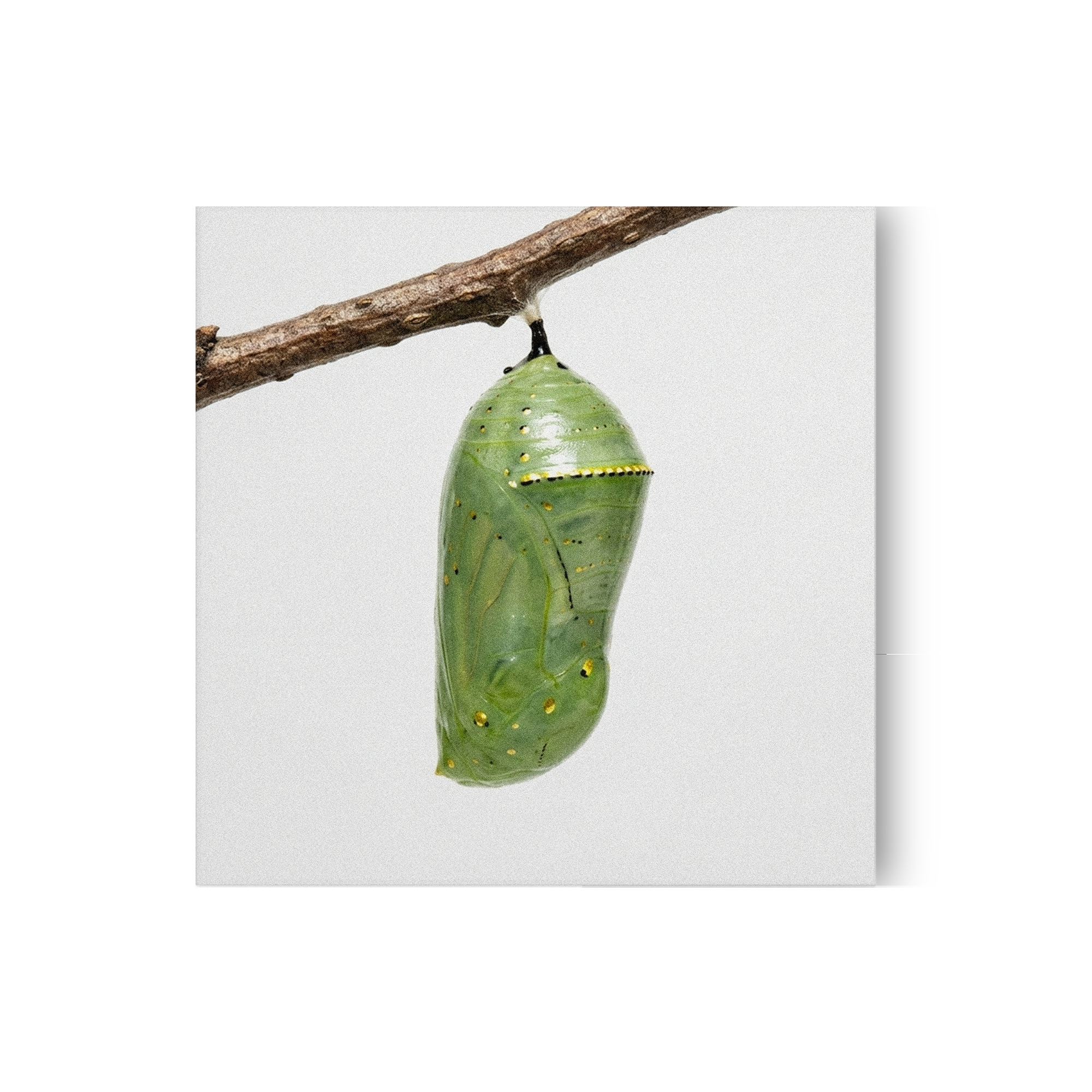 The Effects of Fashion and Prayer - Digital Download