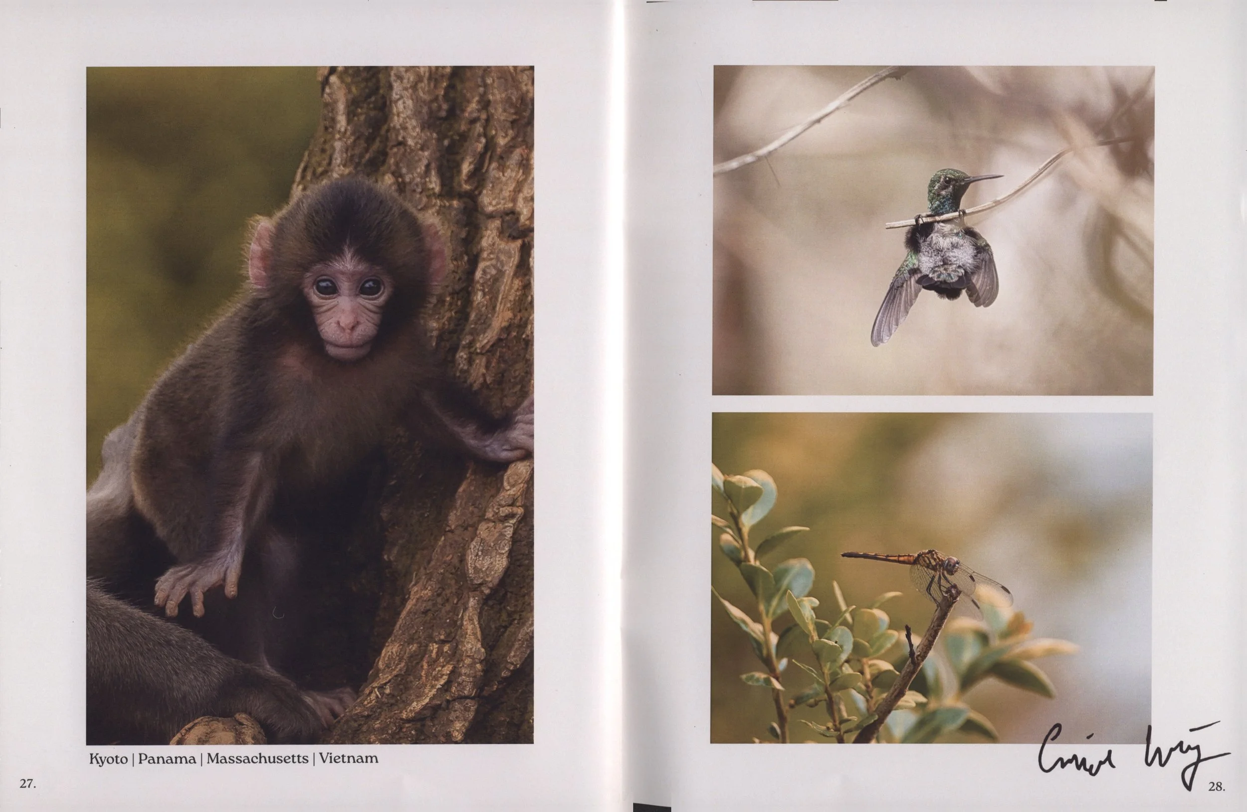 A young primate, possibly a baby monkey, climbing on a tree trunk.