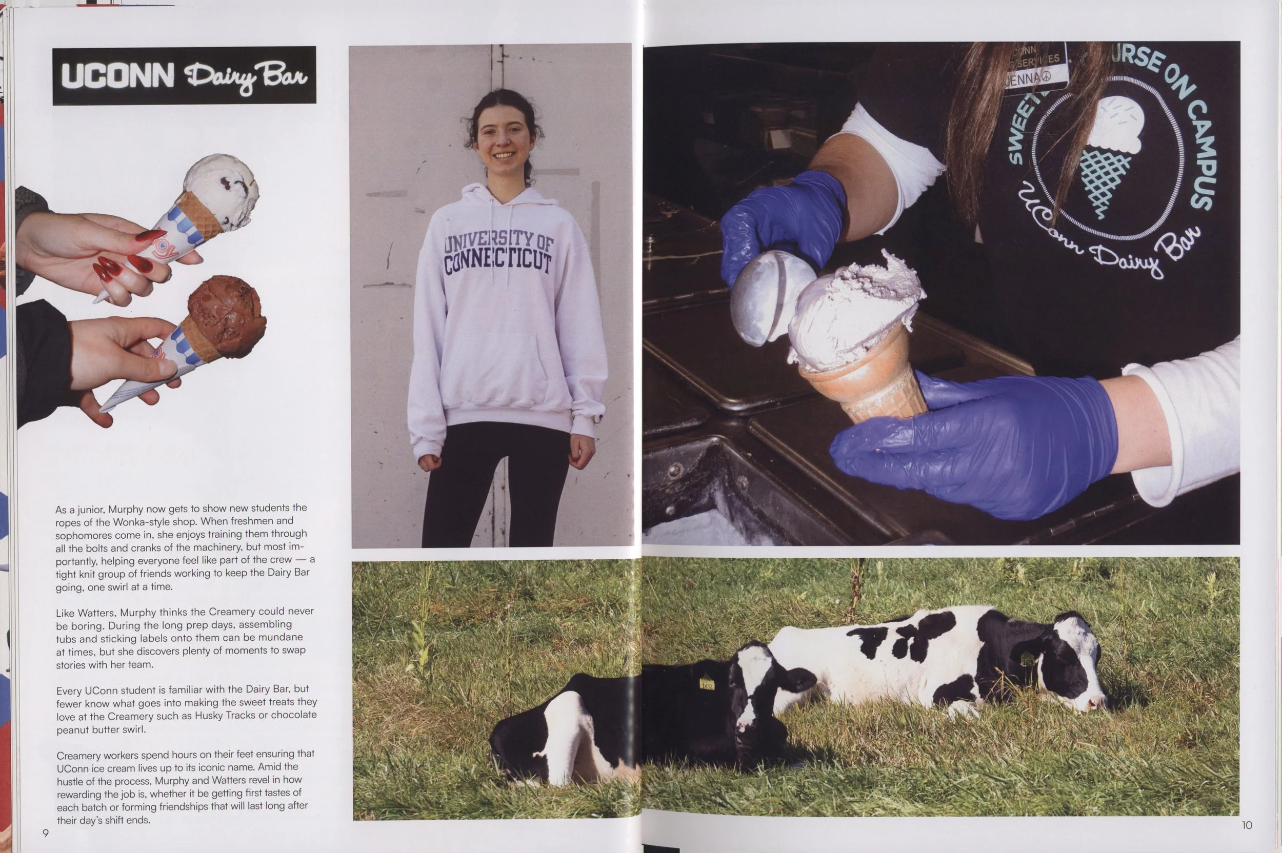 Left side: three hands holding different flavored ice cream cones, with the top cone white with chocolate and the bottom cone chocolate. Center: a young woman smiling, wearing a white hoodie with 'UNIVERSITY OF CONNECTICUT' written on it, standing against a plain wall. Right side: a woman in a black shirt with the university's logo, wearing purple gloves, filling a cone with ice cream. Below: a black and white calf grazing in a grassy field.