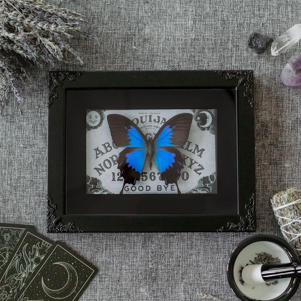 Papilio Ulysses Telegonus