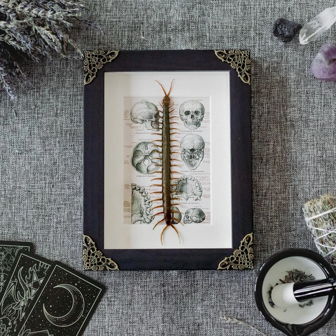 Scolopendra Morsitans