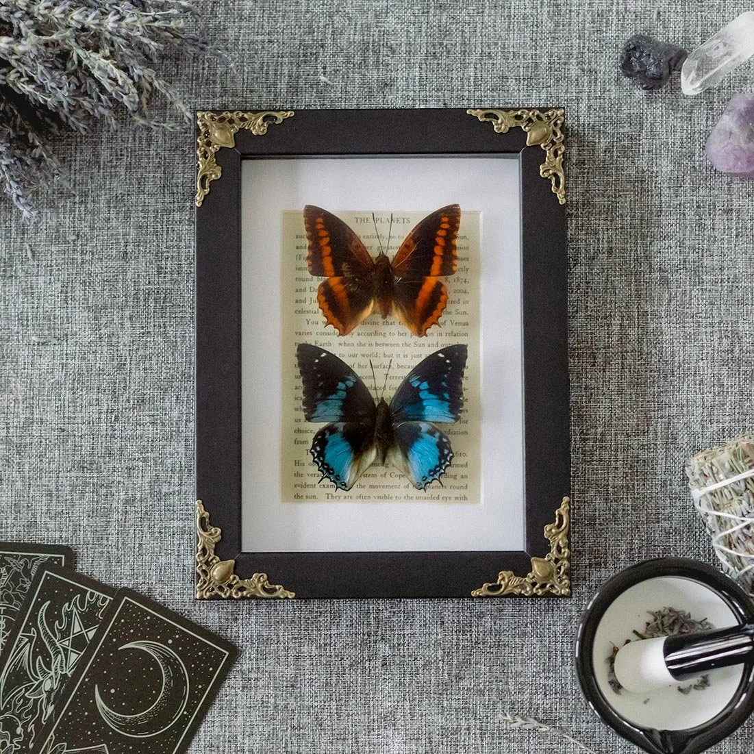 Charaxes Lucretius und Charaxes Smaragdalis