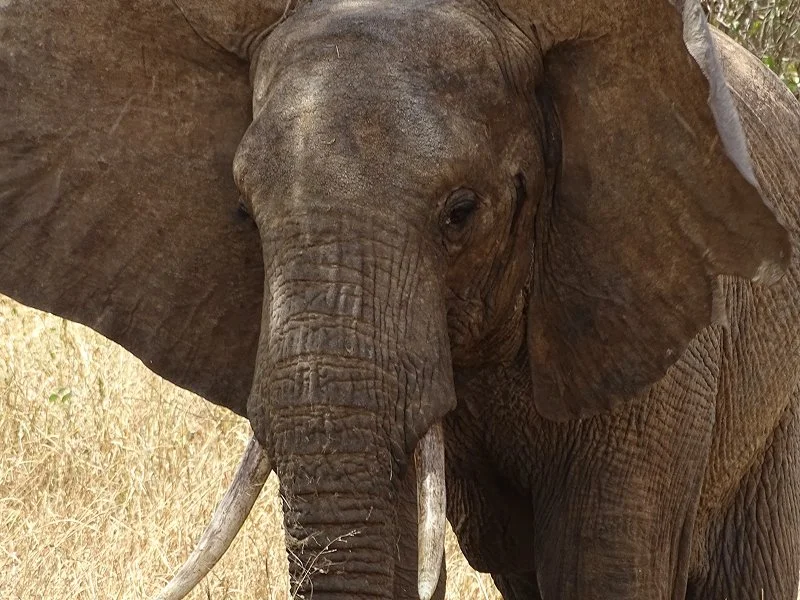 Close-up of an adult elephant with large ears, tusks, and wrinkled skin in a dry grassy area.