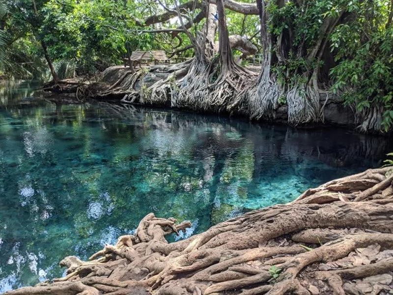 Tranquil natural scene with a clear blue water lake, surrounded by trees with intertwined roots along the shoreline, in a lush green forest.