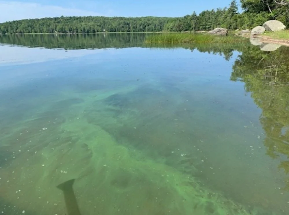 Abrams Pond Watershed Management Plan