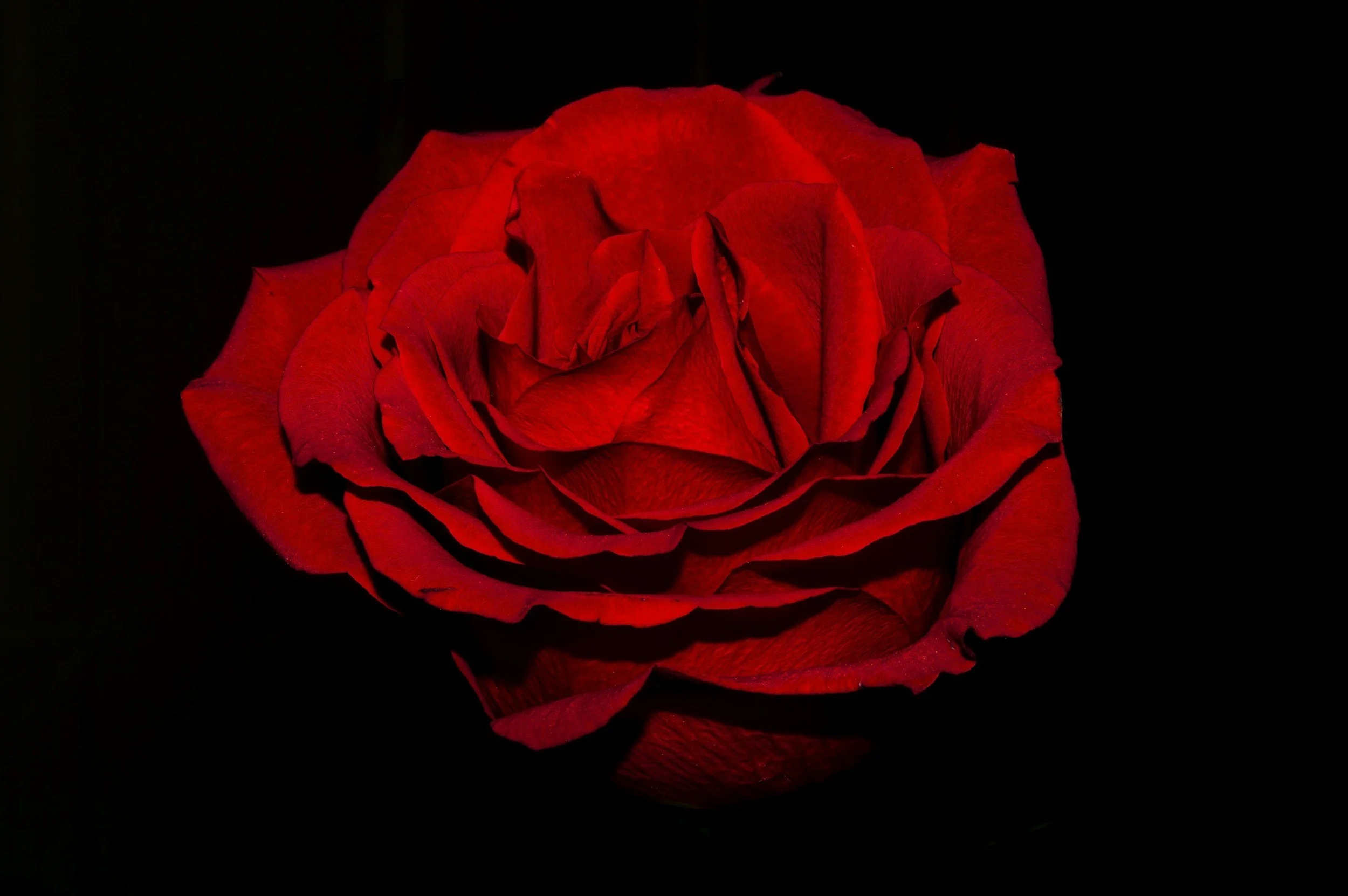 Close-up of a red rose against a black background.