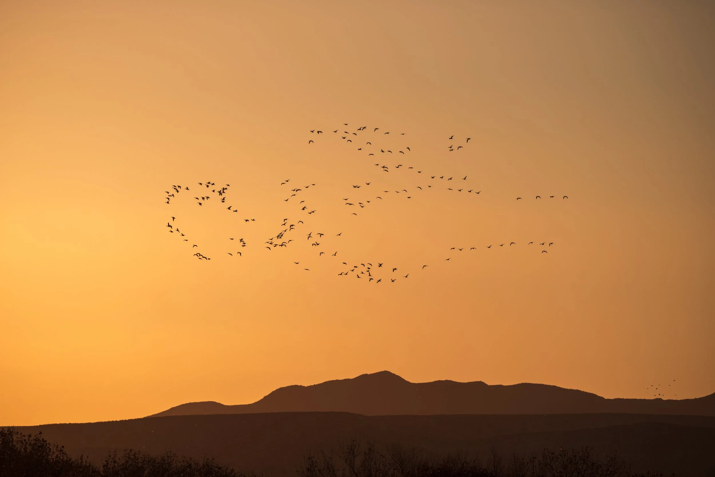 Bosque del Apache NWR (4:42)