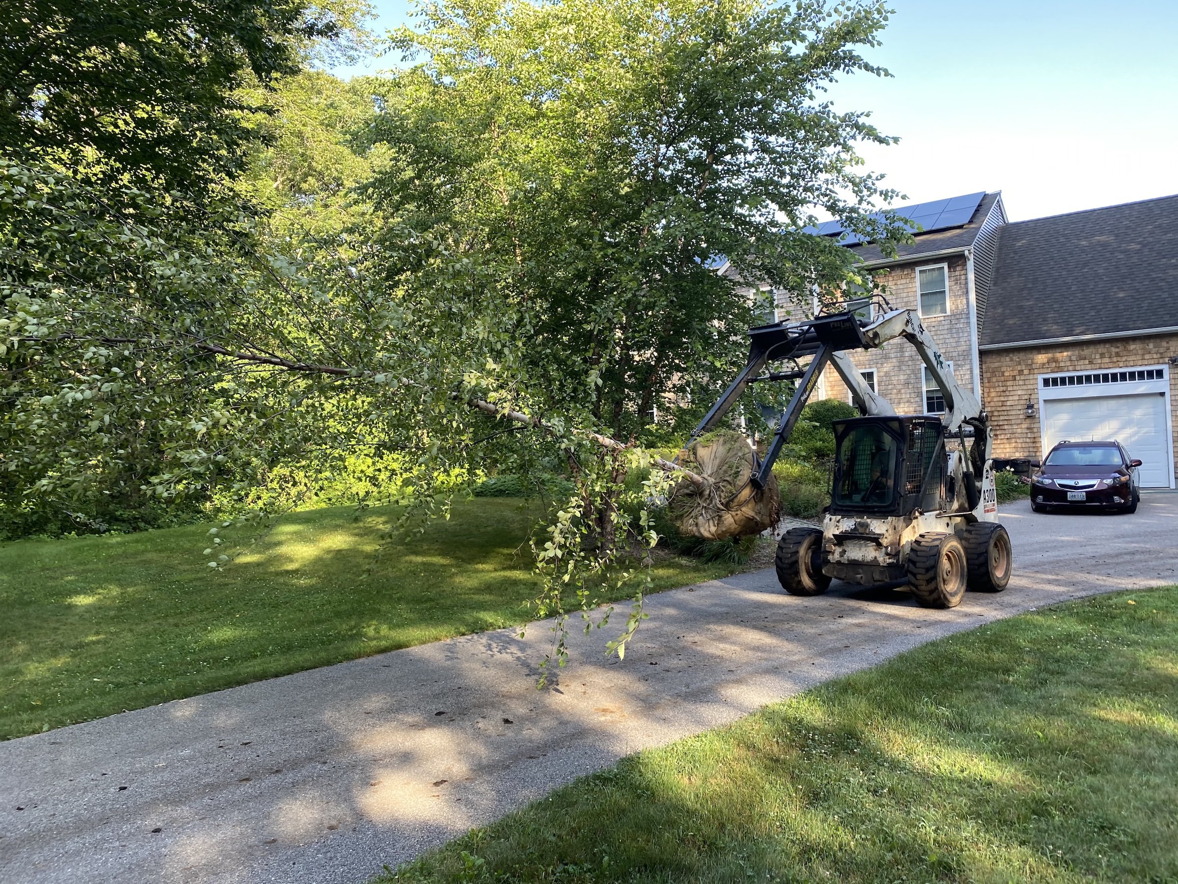 A small tree being transported now a dirt driveway