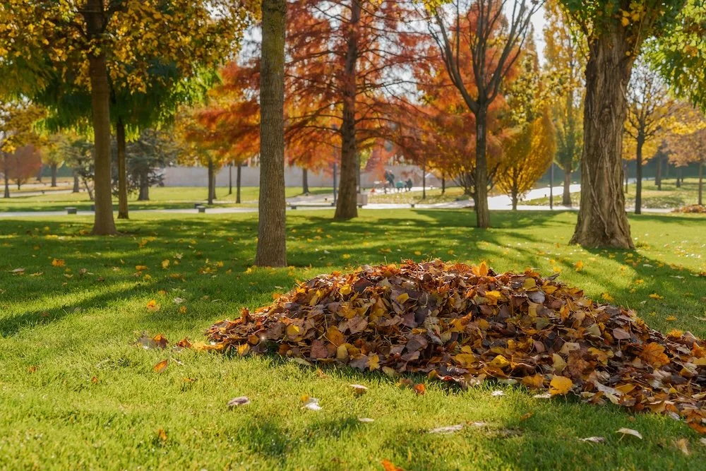 Fall cleanup services in Exeter, RI