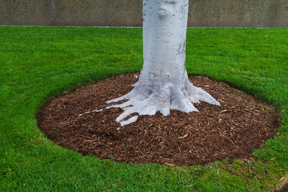 Tree ring mulching in Bristol, RI