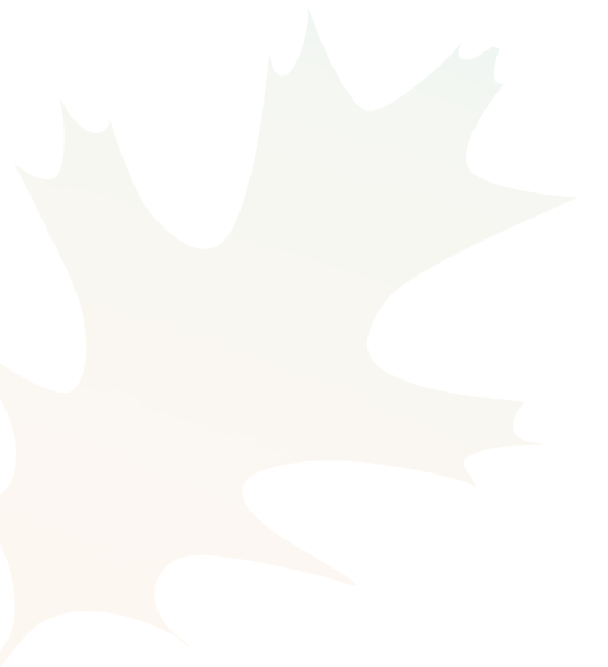 Close-up of a maple leaf with green, yellow, and orange colors.
