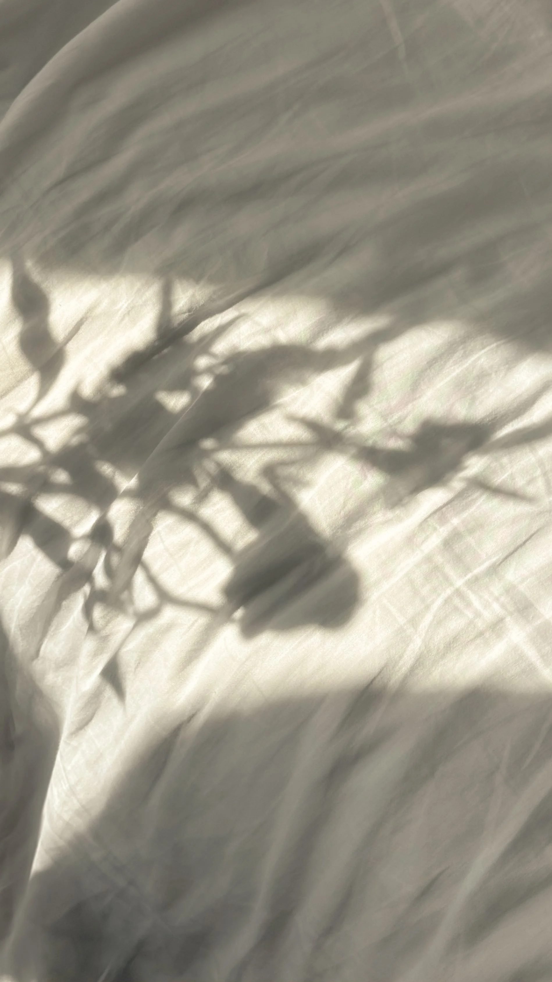 Silhouette of a plant's shadow on a crumpled light-colored fabric surface.