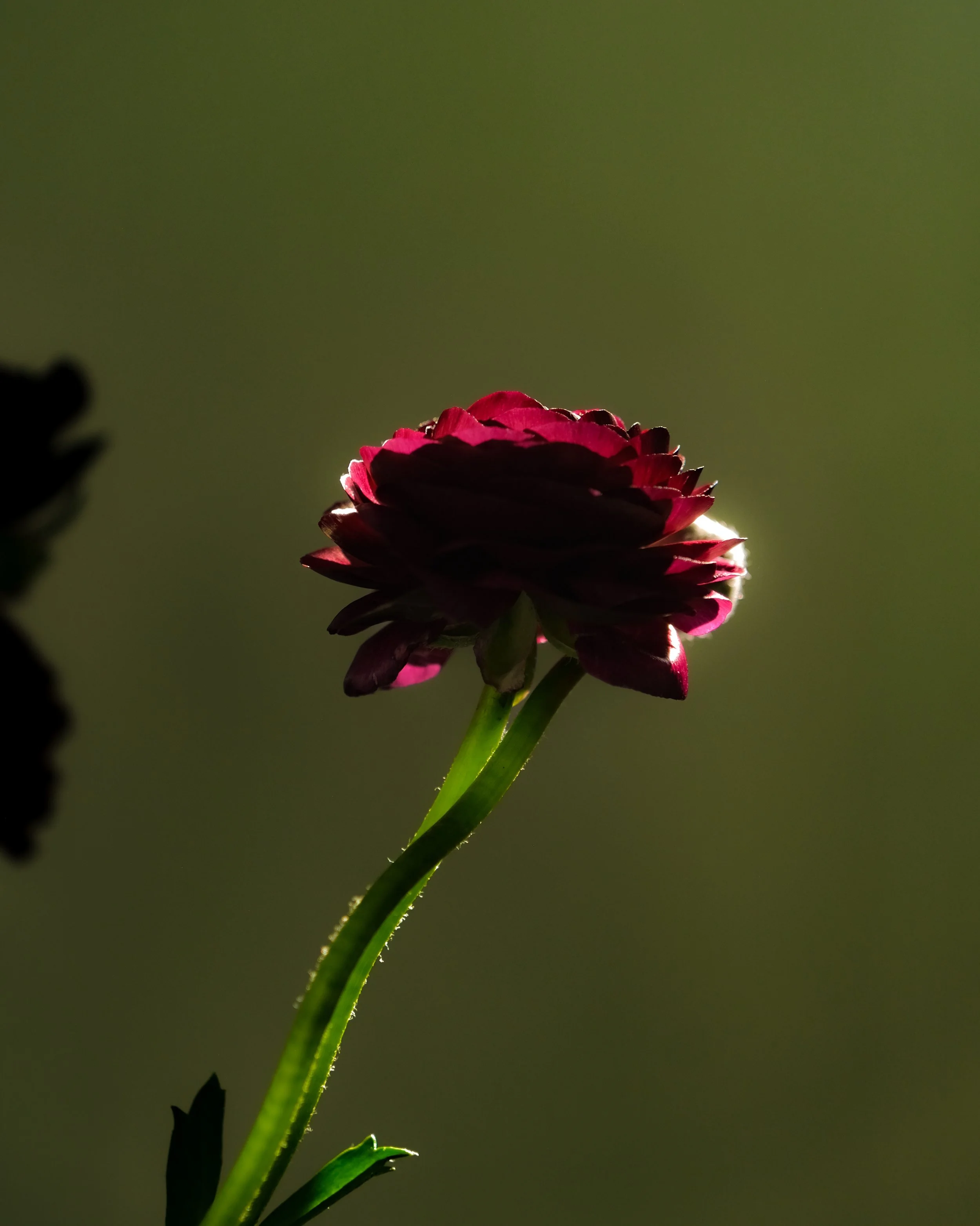 A close-up of a dark pink flower with layered petals, backlit by sunlight, with a slender green stem and a blurred dark background.