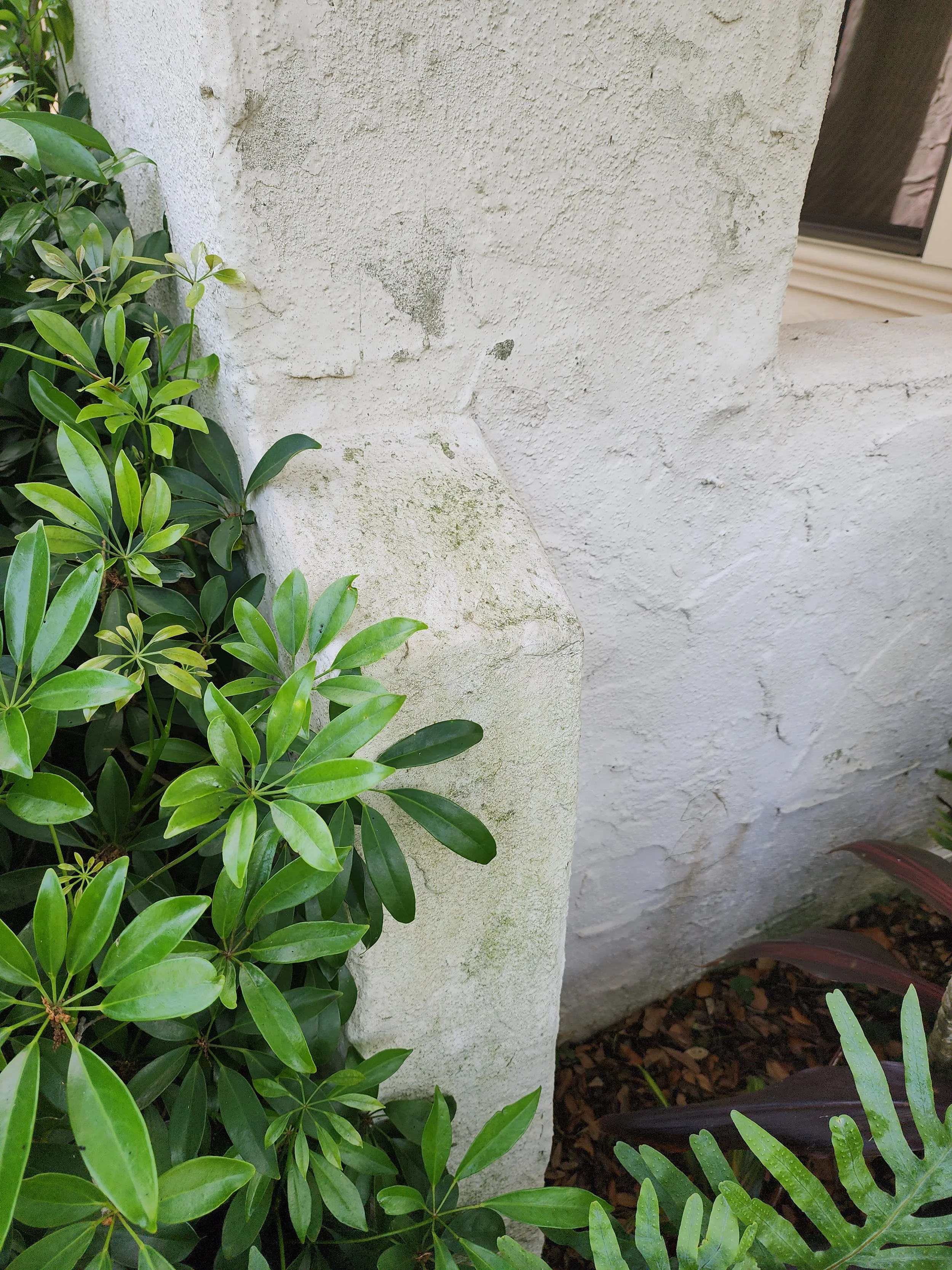 st pete stucco house soft wash before Jungle Nation