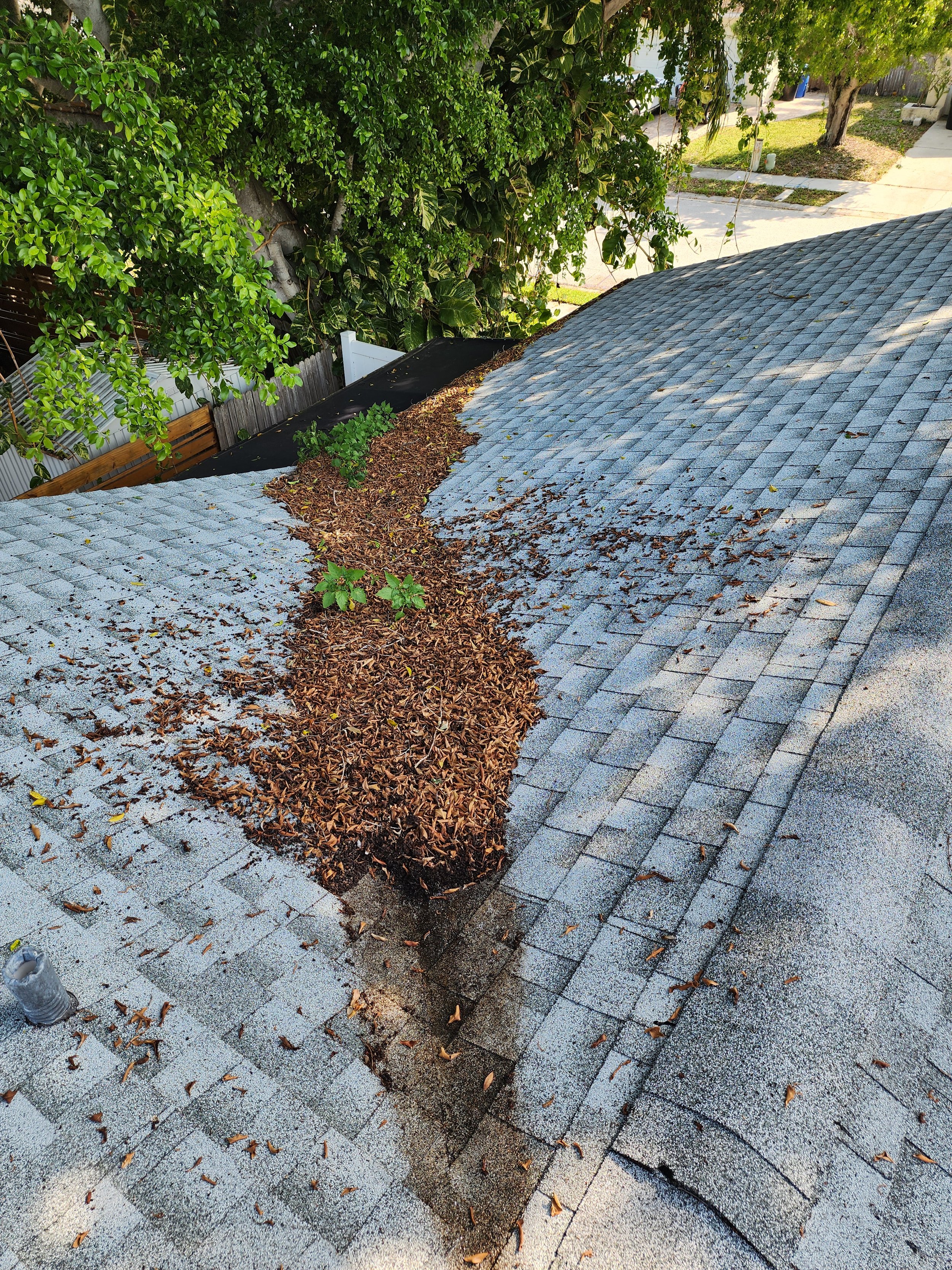 Shore Acres roof debris cleaning before Jungle Nation