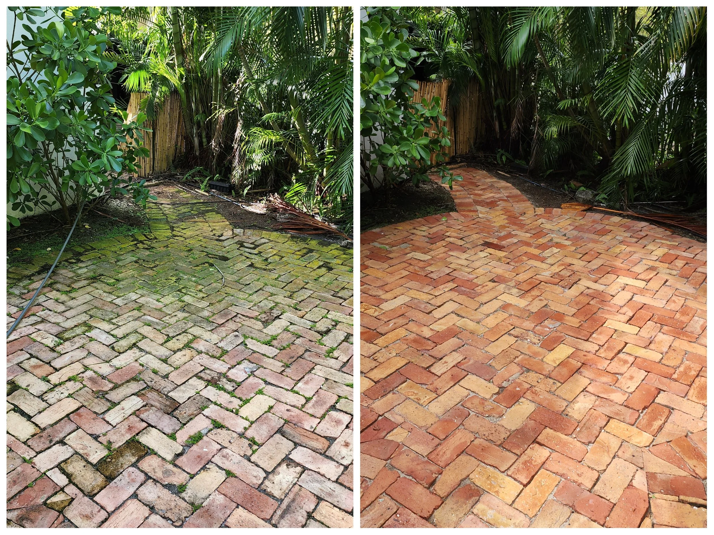 Before and after historic brick paver walkway cleaning and organic growth removal in Old Northeast St. Petersburg.