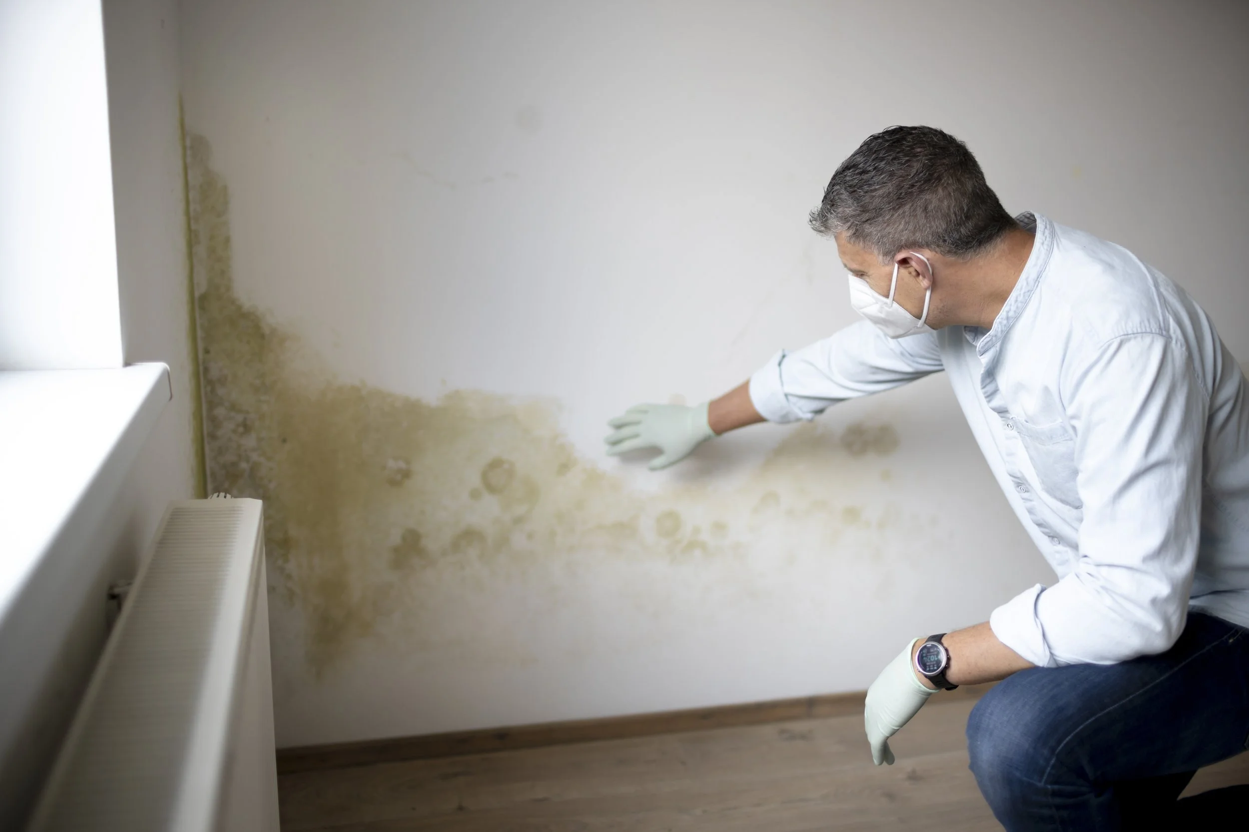 Mold Inspection