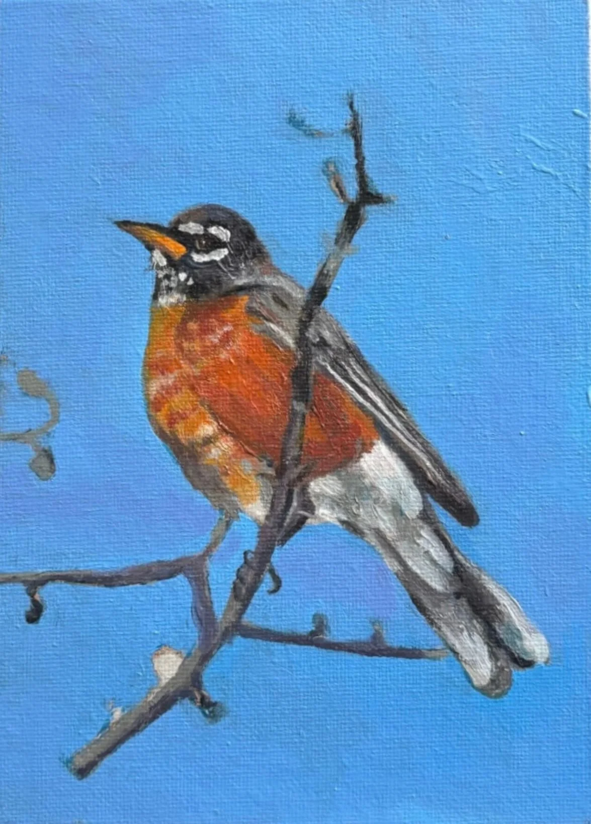 Robin on Spring - Oil on canvas board 5x7 in