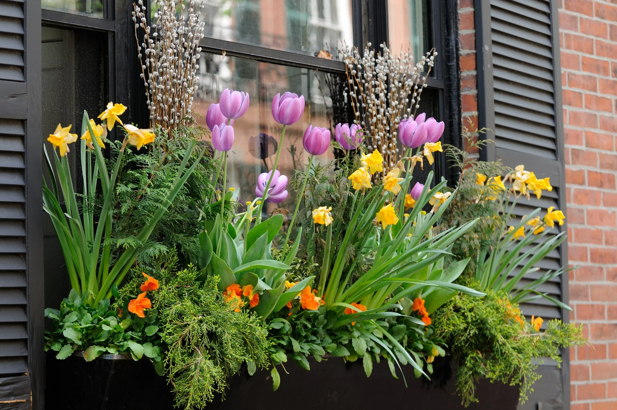 Flower window box on brick home with black shutters