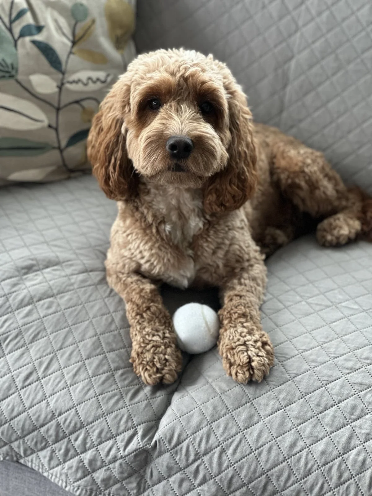 Cooper, flüf co-founder Izzy's cockapoo puppy, is sitting with a tennis ball. Cute, light brown curly-haired with darker ears, sitting on a quilted grey bedspread with a white tennis ball placed under its front paws.