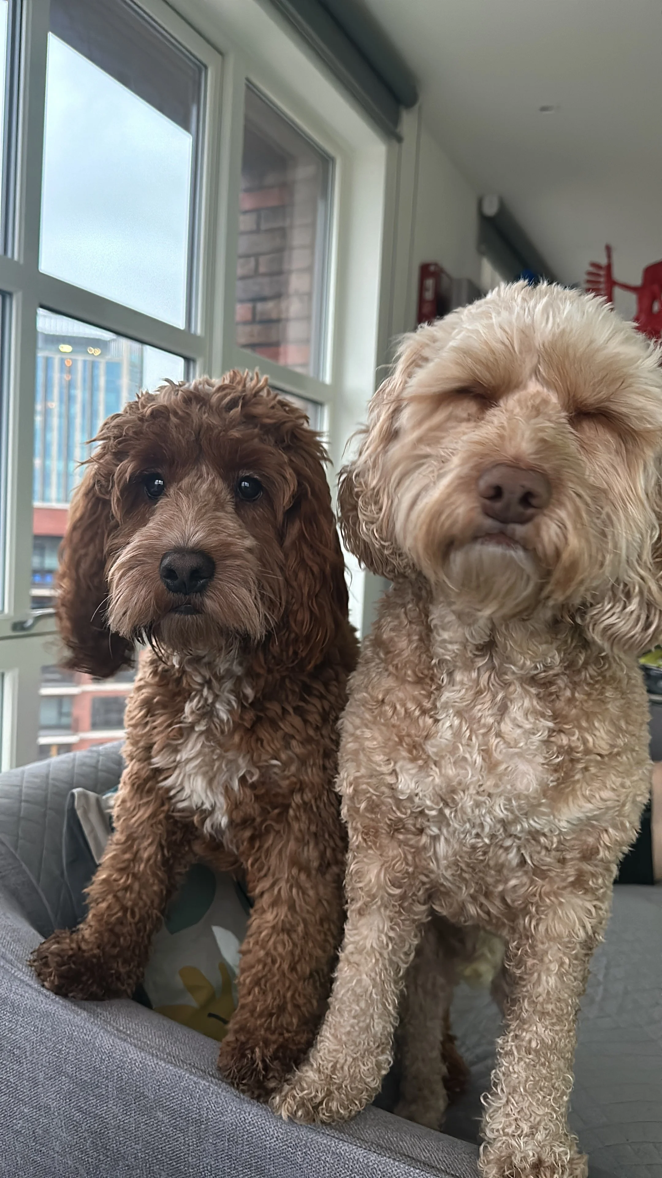 2 cockapoos, Bentley and Cooper close up.